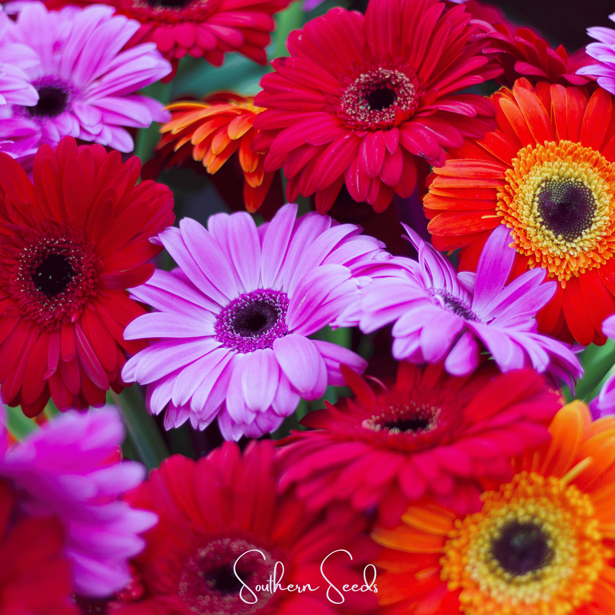 Gerbera Daisy Mix – 20 Seeds Southern Seeds