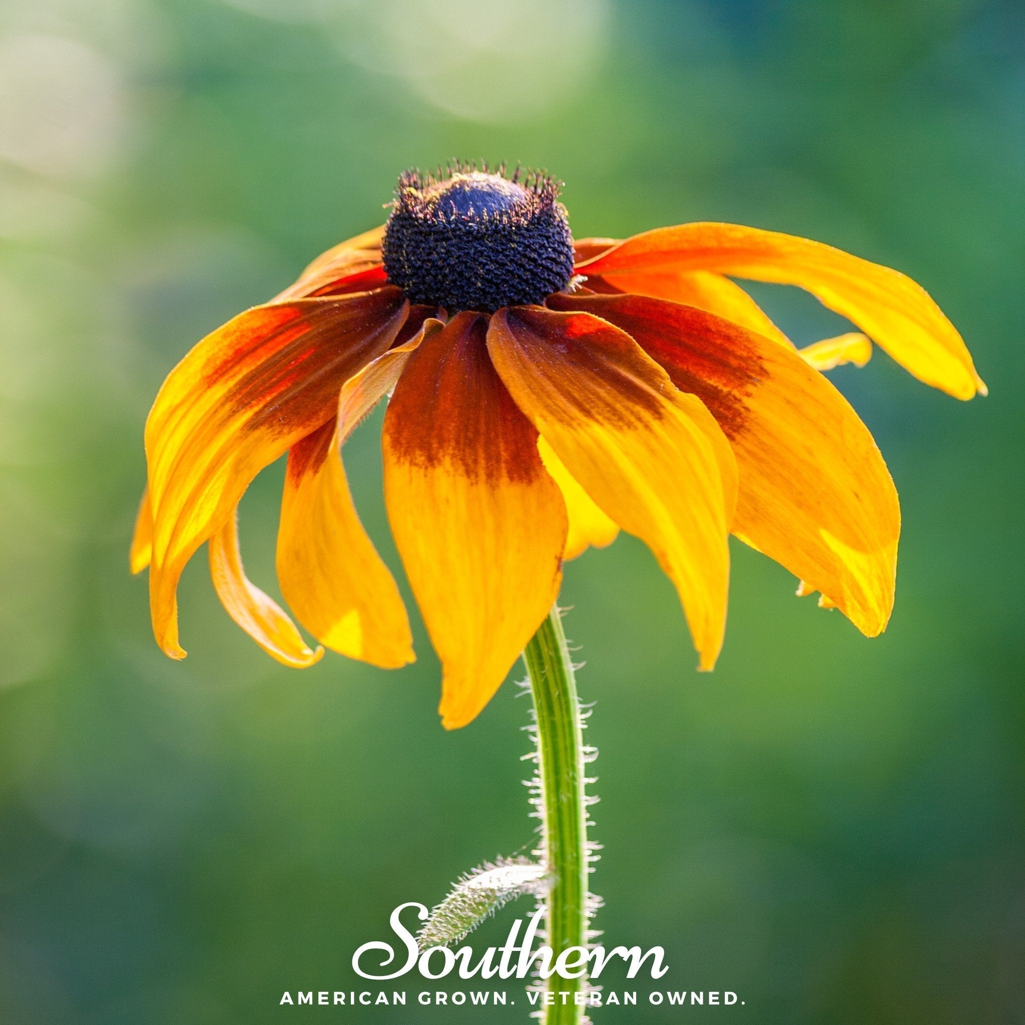 Gloriosa Daisy – 100 Seeds Southern Seeds