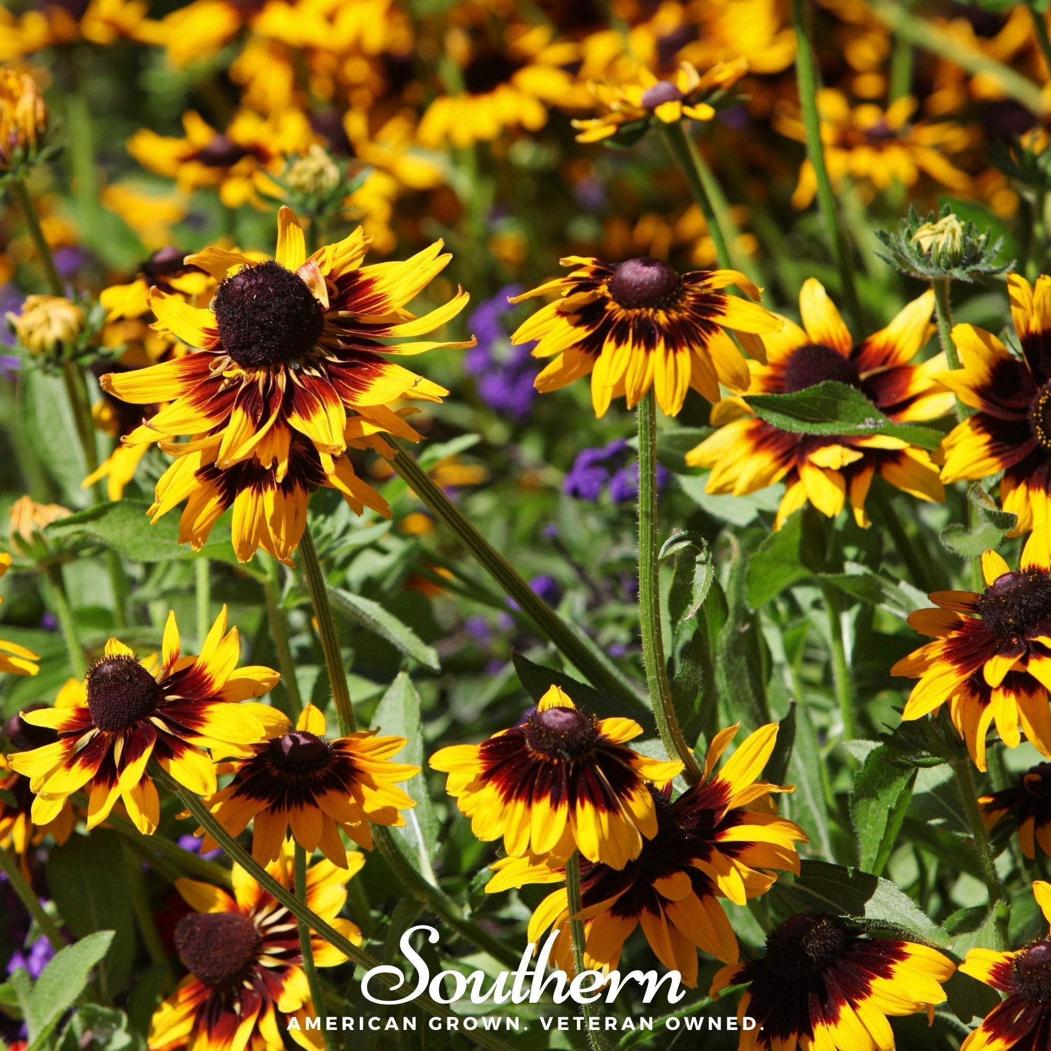 Gloriosa Daisy – 100 Seeds Southern Seeds