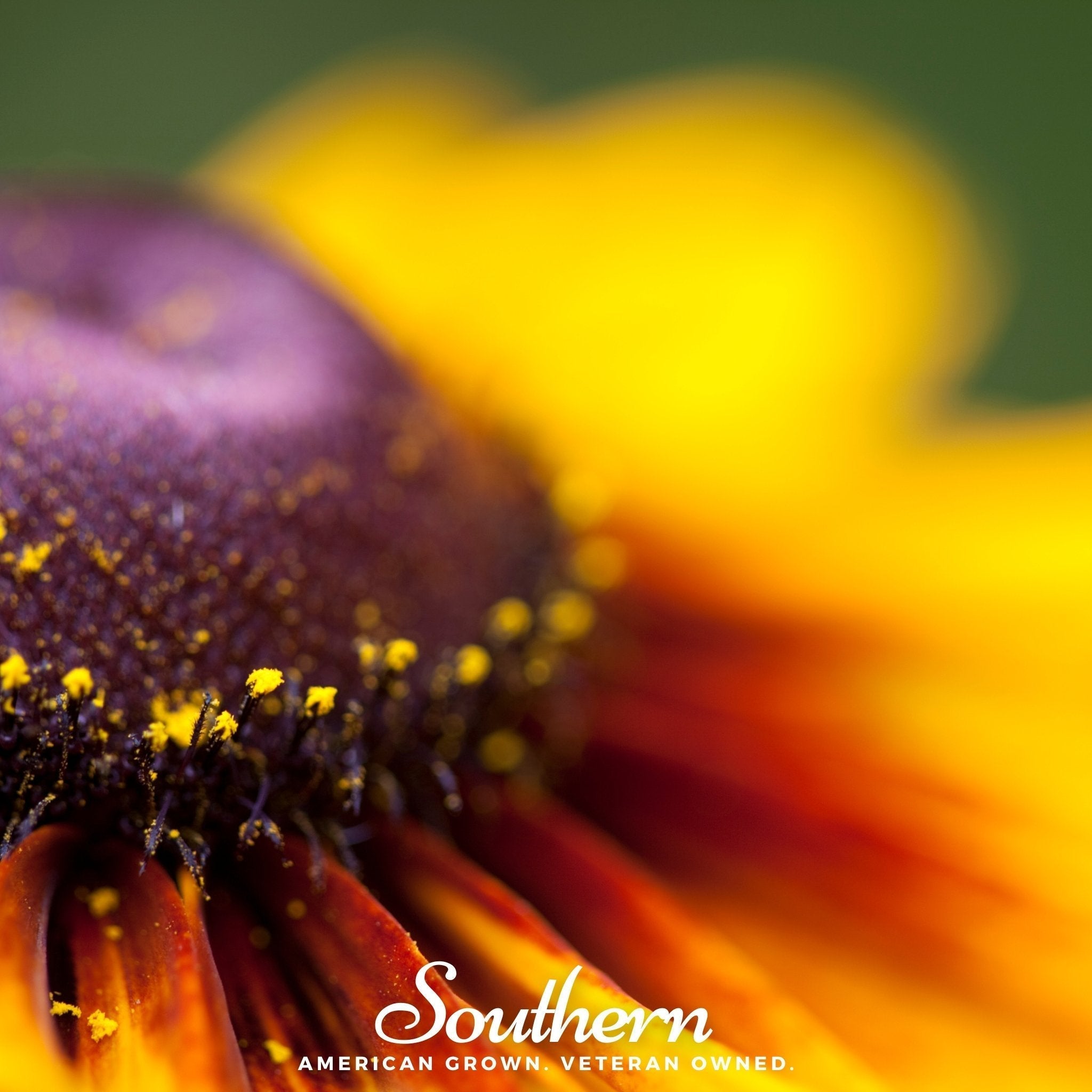 Gloriosa Daisy – 100 Seeds Southern Seeds