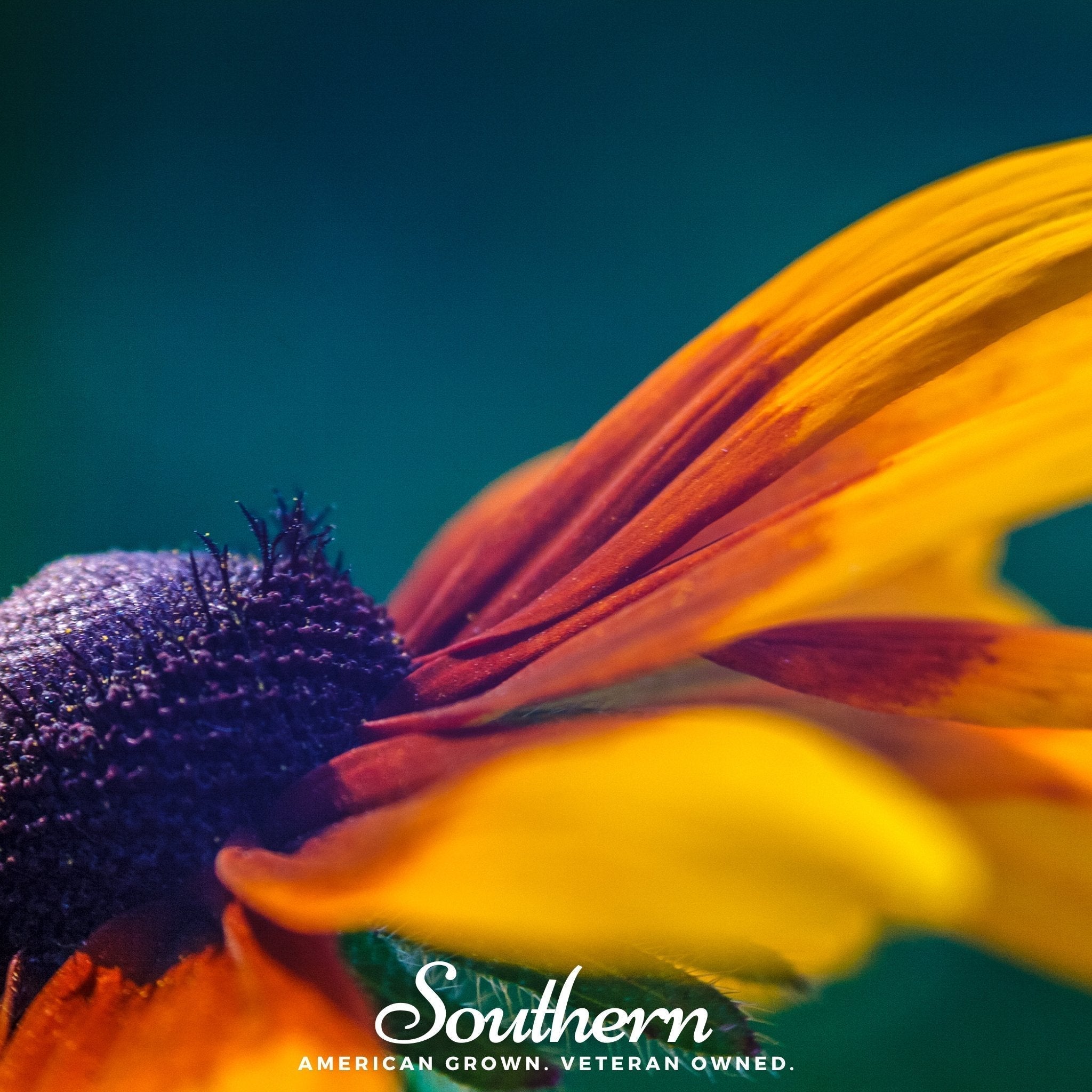 Gloriosa Daisy – 100 Seeds Southern Seeds