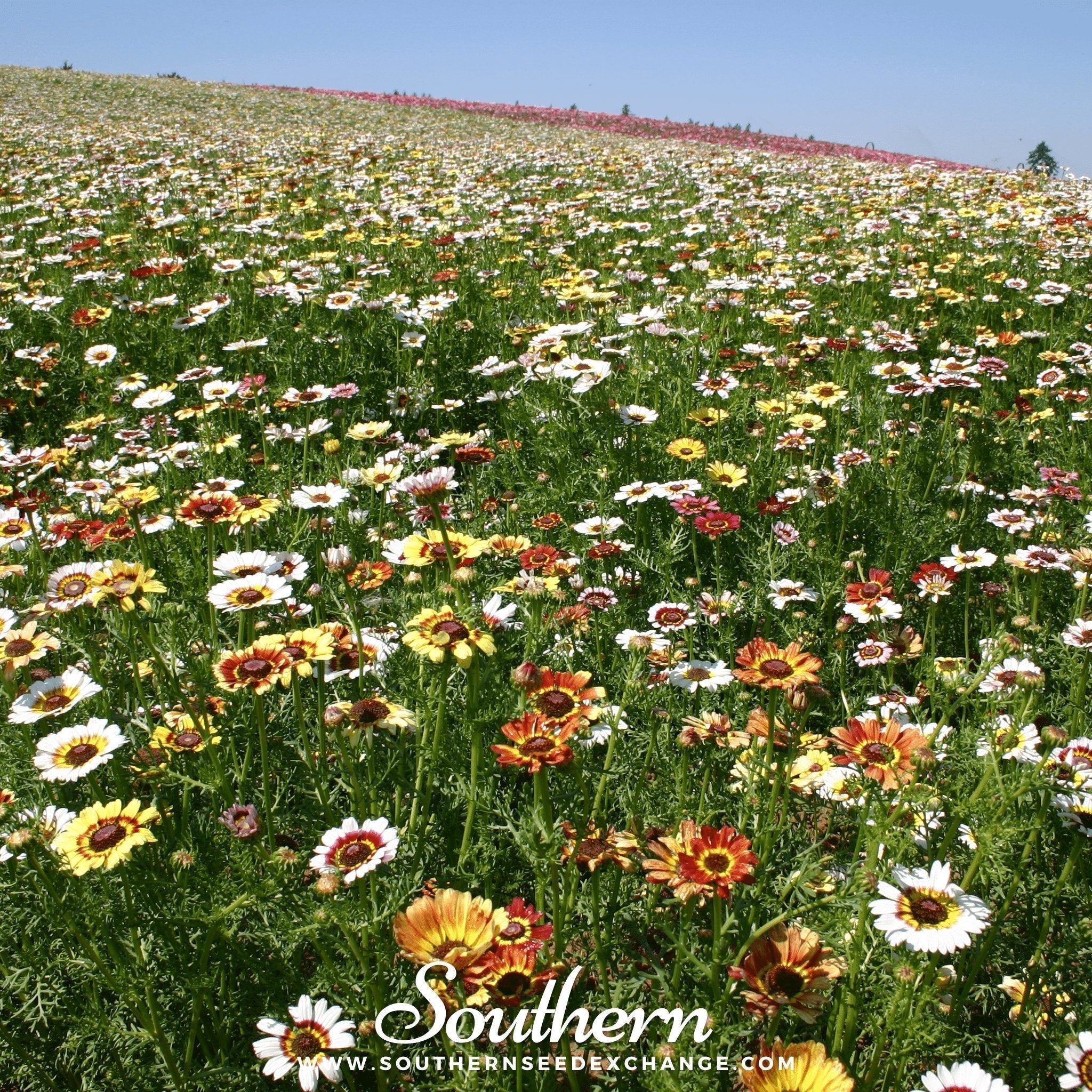 Painted Daisy – 100 Seeds Southern Seeds