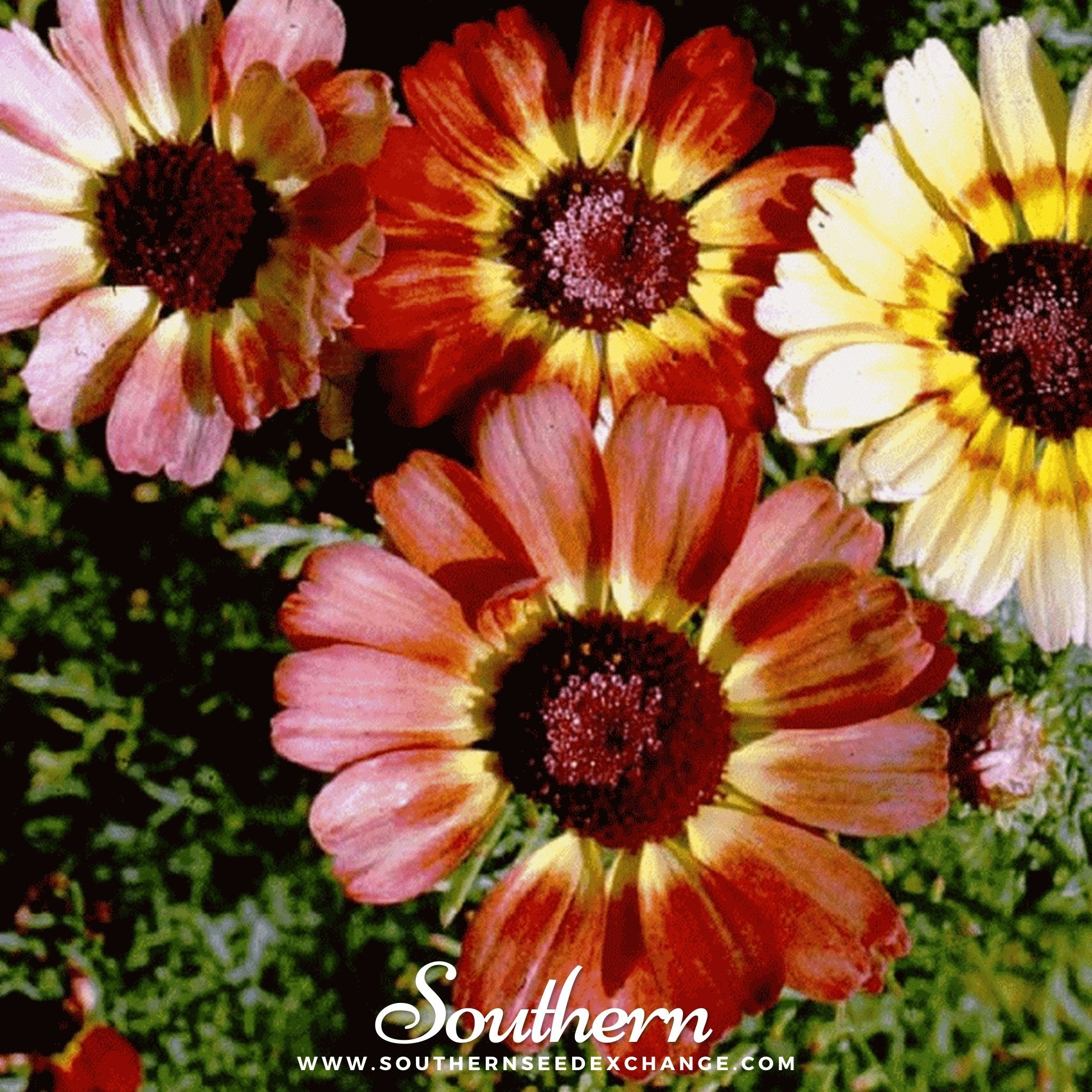 Painted Daisy – 100 Seeds Southern Seeds