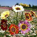 Painted Daisy – 100 Seeds Southern Seeds