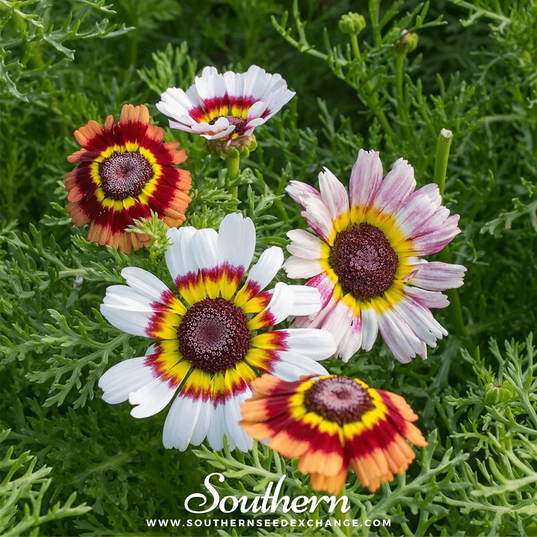 Painted Daisy – 100 Seeds Southern Seeds