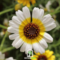 Polar Star Daisy – 50 Seeds Southern Seeds