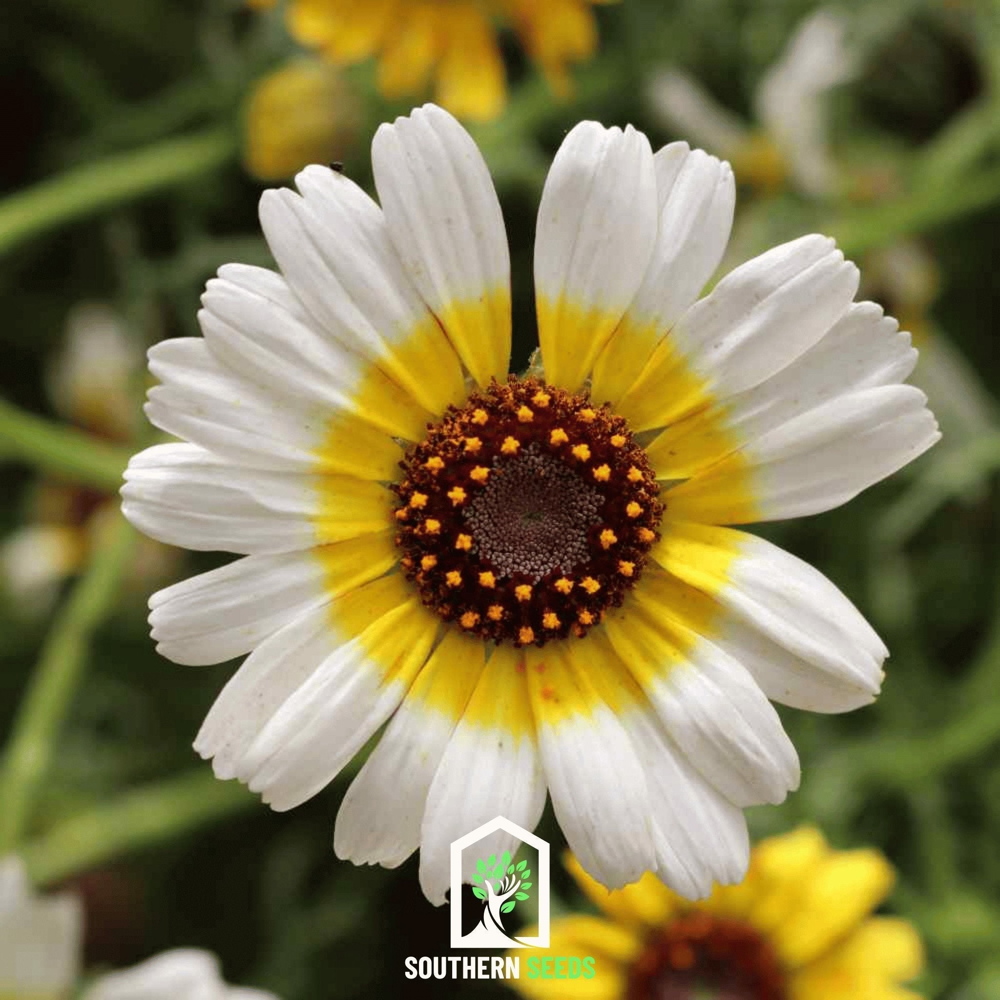 Polar Star Daisy – 50 Seeds Southern Seeds