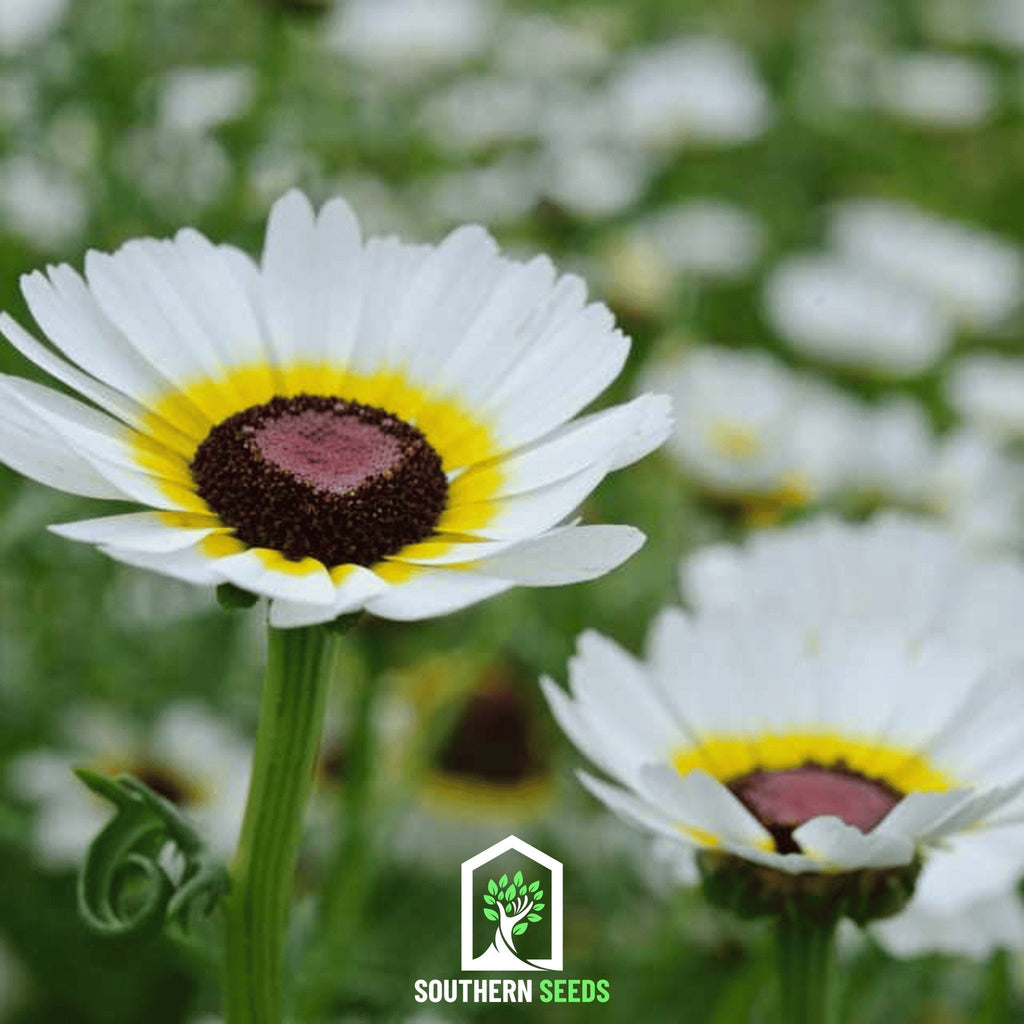 Polar Star Daisy – 50 Seeds Southern Seeds