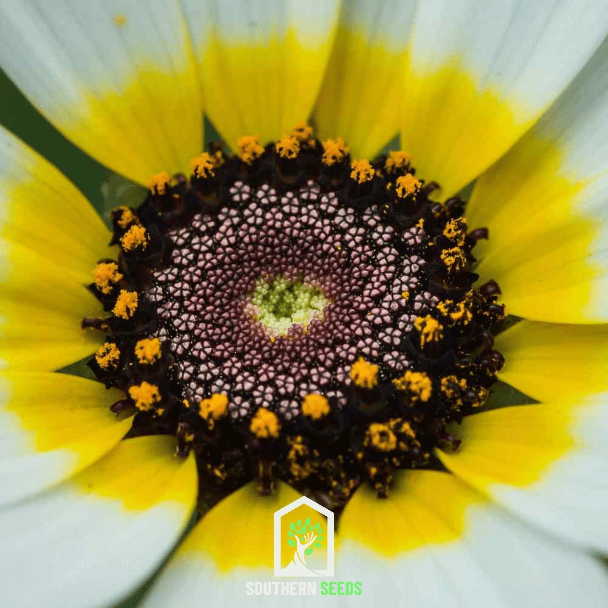 Polar Star Daisy – 50 Seeds Southern Seeds
