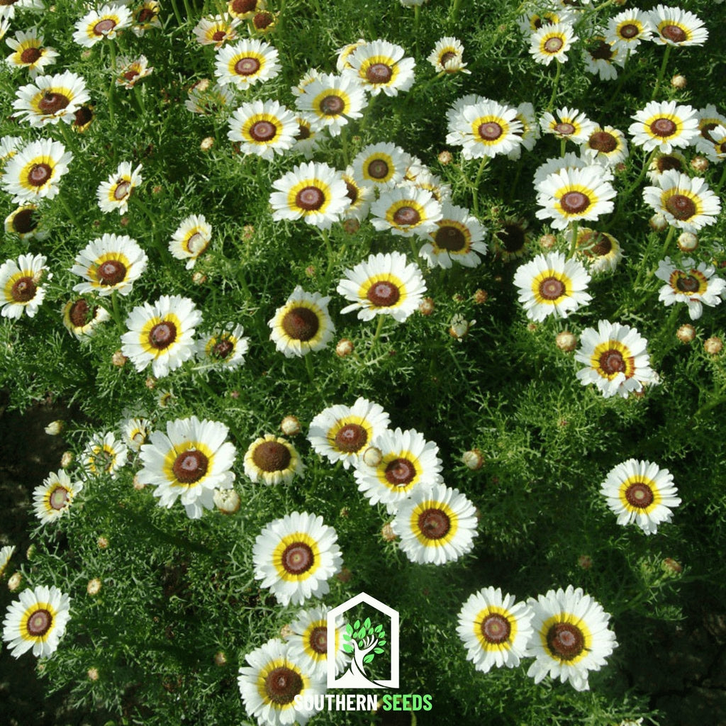 Polar Star Daisy – 50 Seeds Southern Seeds