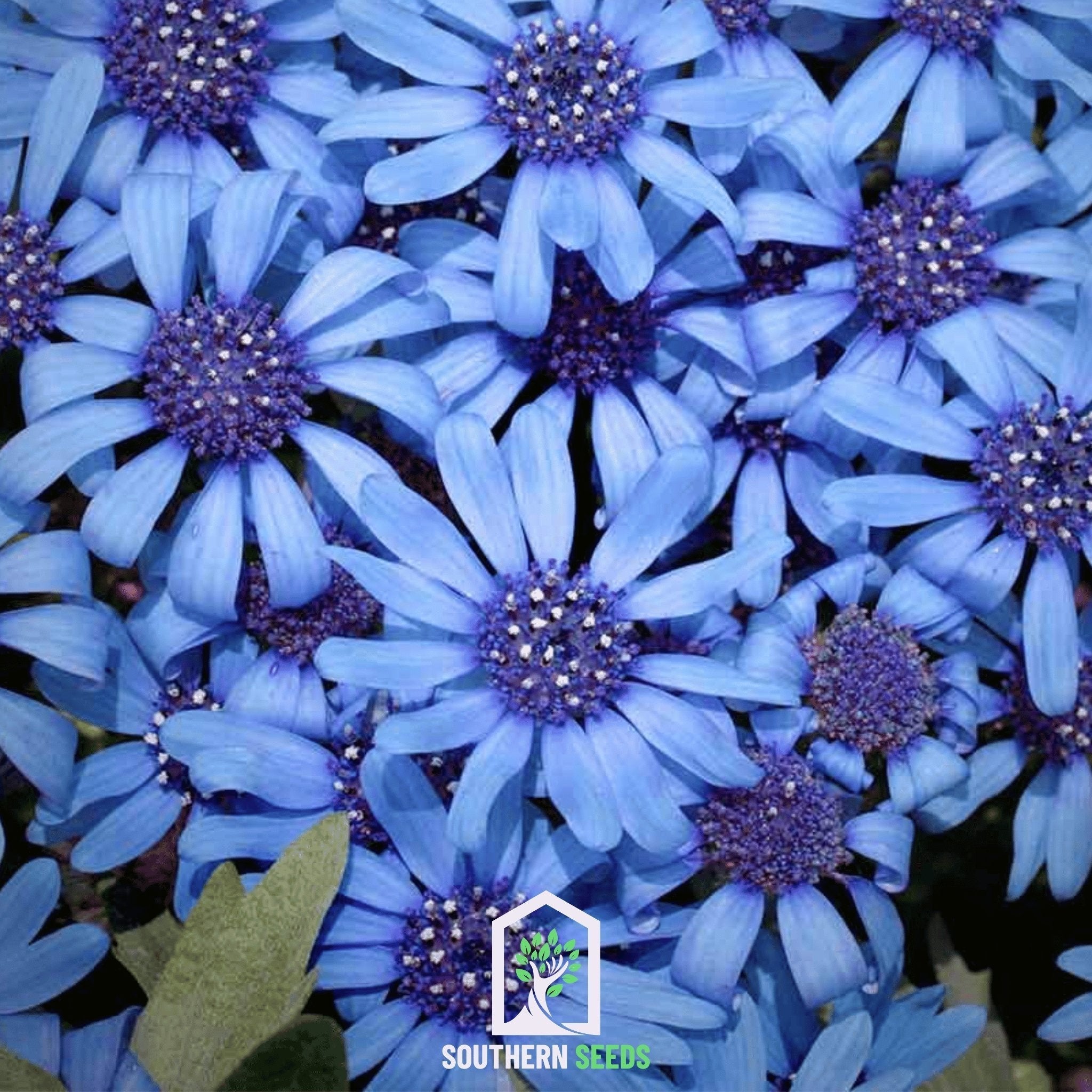 The Blues Blue Daisy – 50 Seeds Southern Seeds