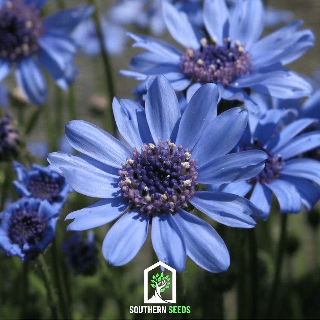 The Blues Blue Daisy – 50 Seeds Southern Seeds