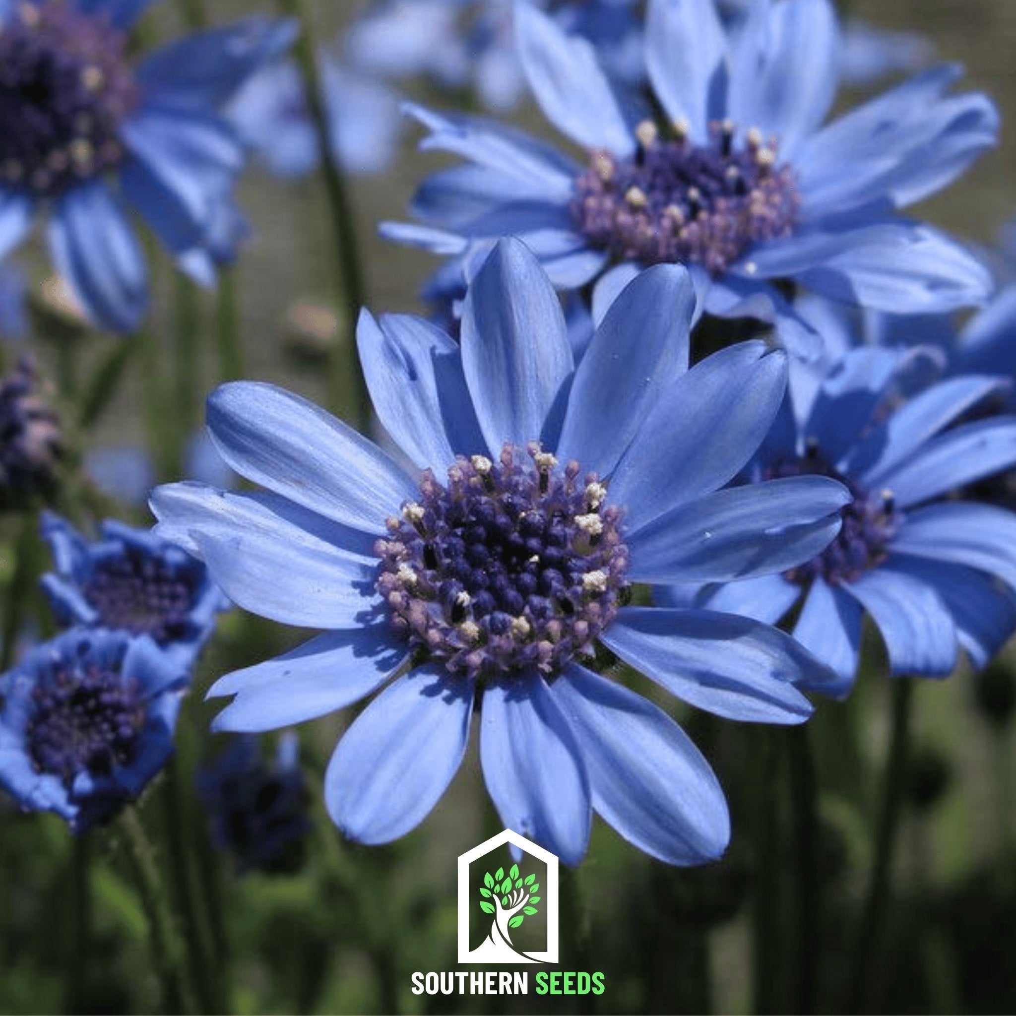 The Blues Blue Daisy – 50 Seeds Southern Seeds
