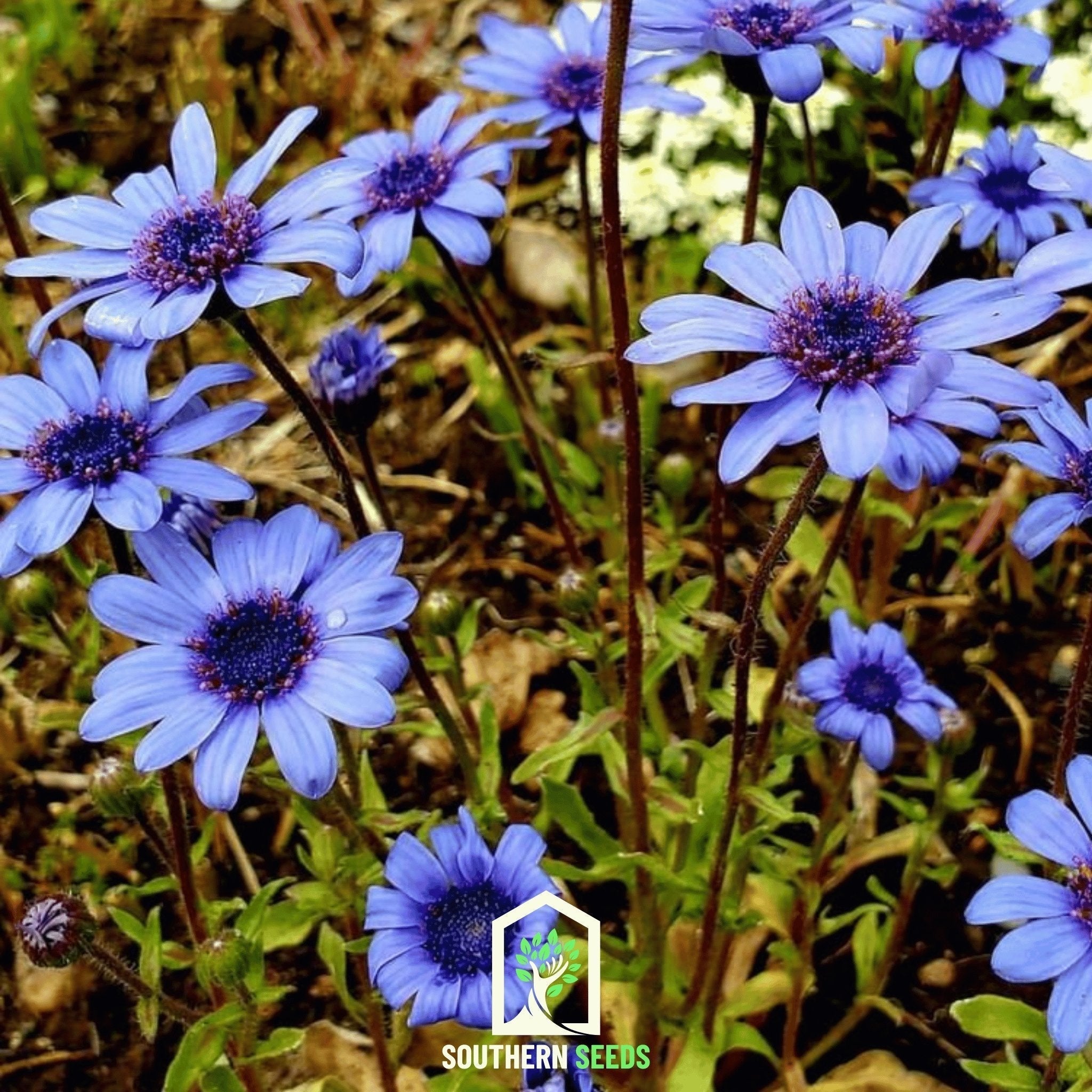 The Blues Blue Daisy – 50 Seeds Southern Seeds