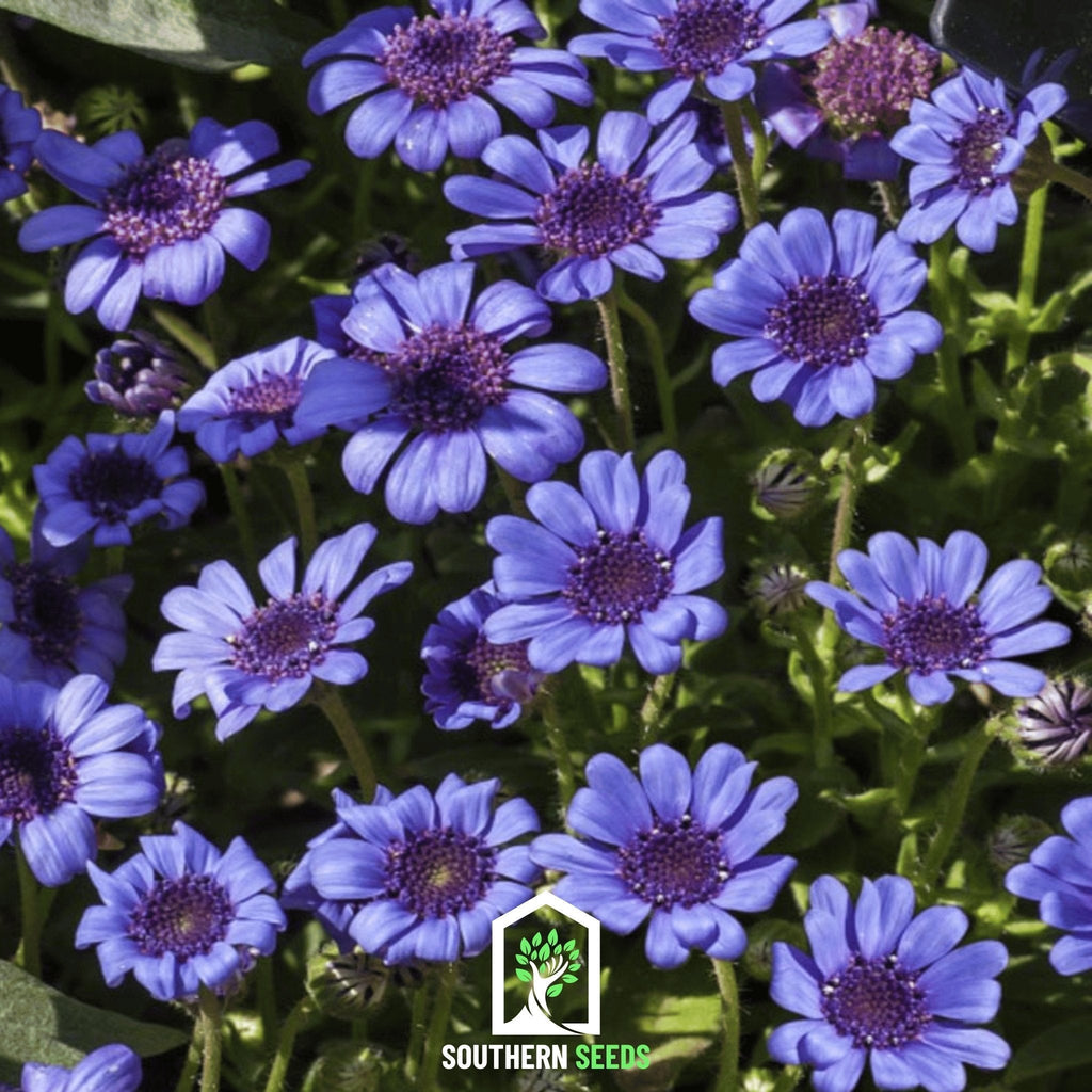 The Blues Blue Daisy – 50 Seeds Southern Seeds