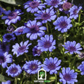 The Blues Blue Daisy – 50 Seeds Southern Seeds