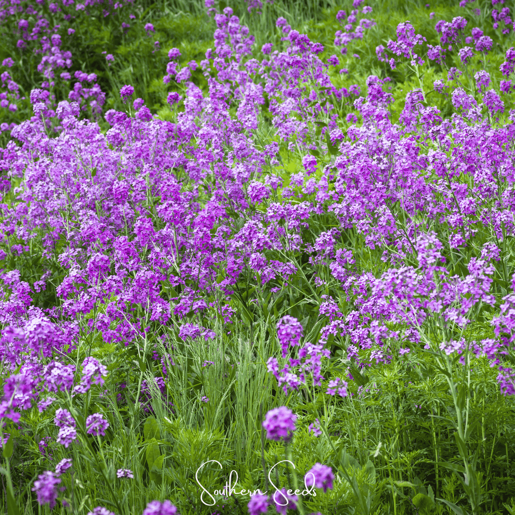 Dames Rocket – 200 Seeds Southern Seeds