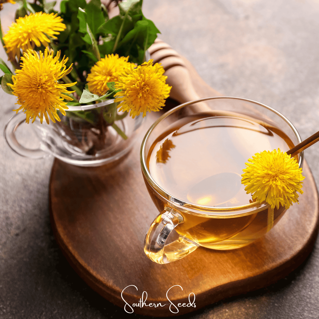 True Dandelion – 50 Seeds Southern Seeds