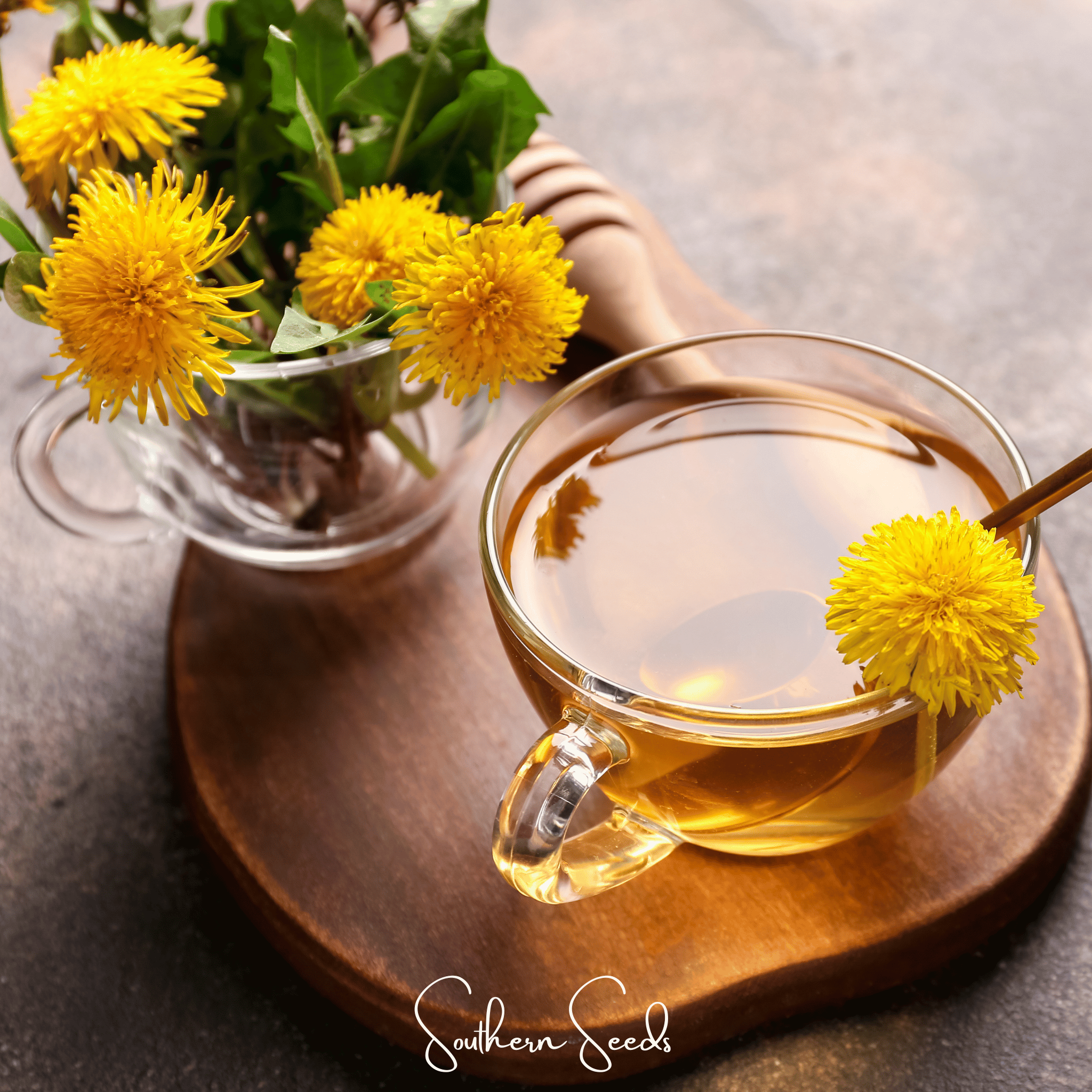 True Dandelion – 50 Seeds Southern Seeds