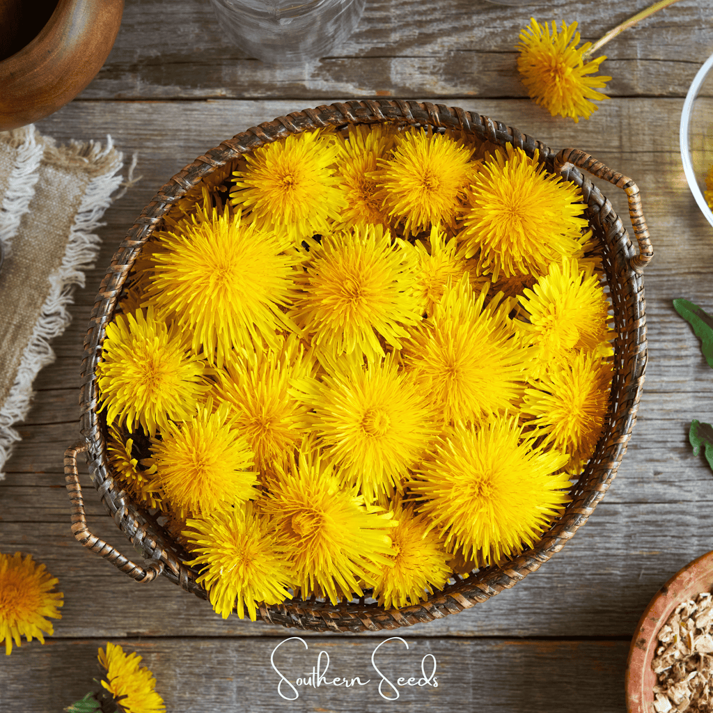 True Dandelion – 50 Seeds Southern Seeds