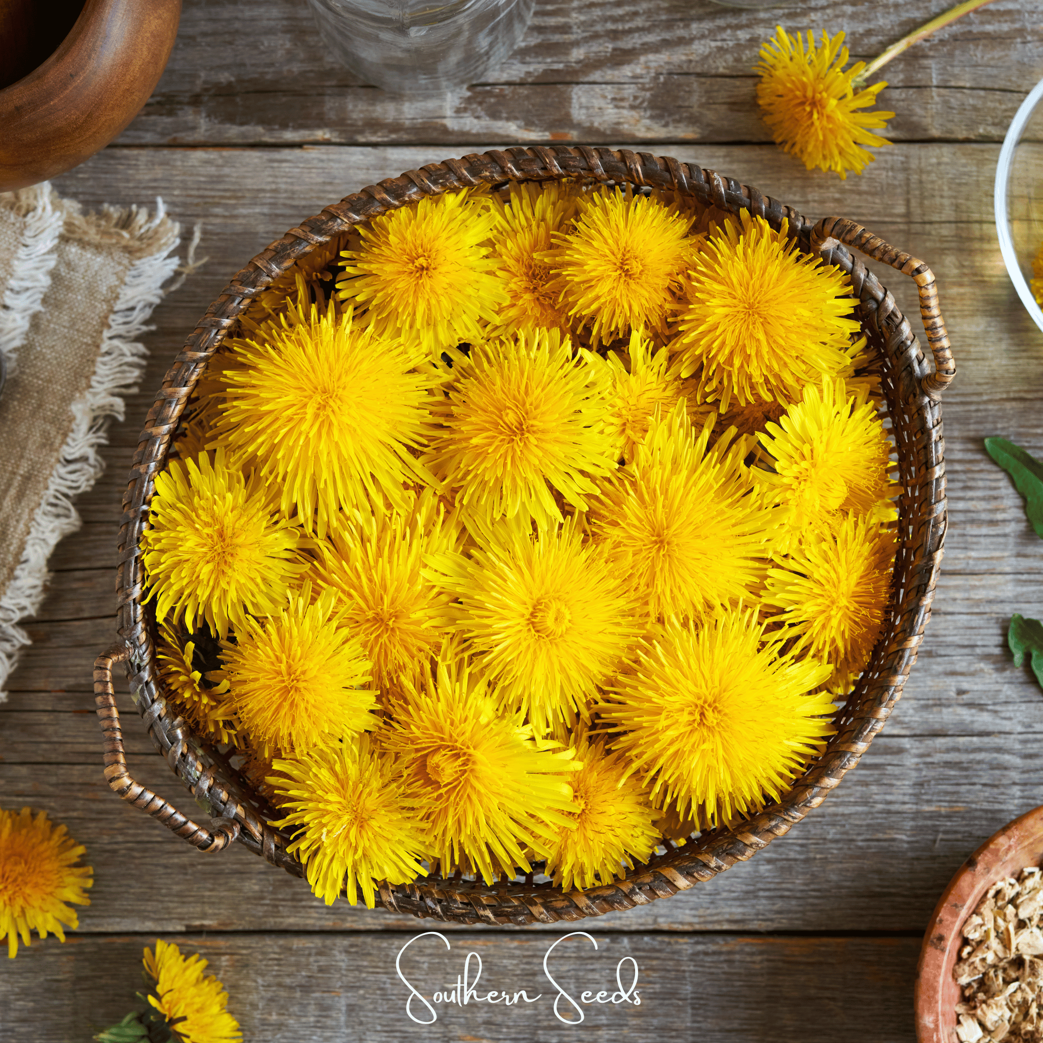 True Dandelion – 50 Seeds Southern Seeds