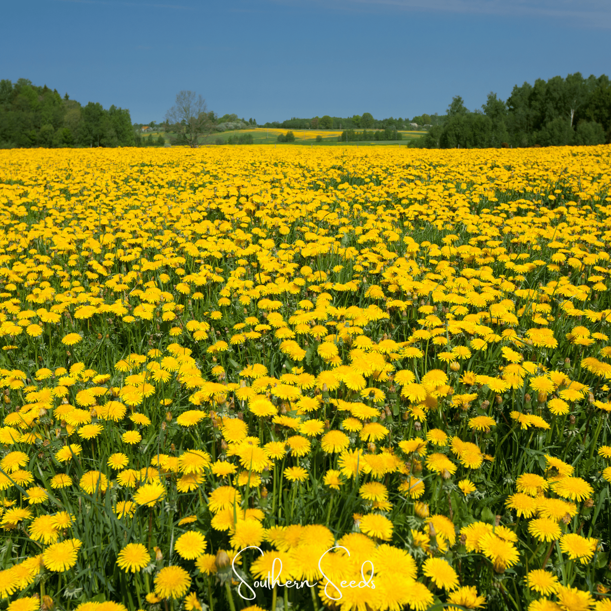 True Dandelion – 50 Seeds Southern Seeds
