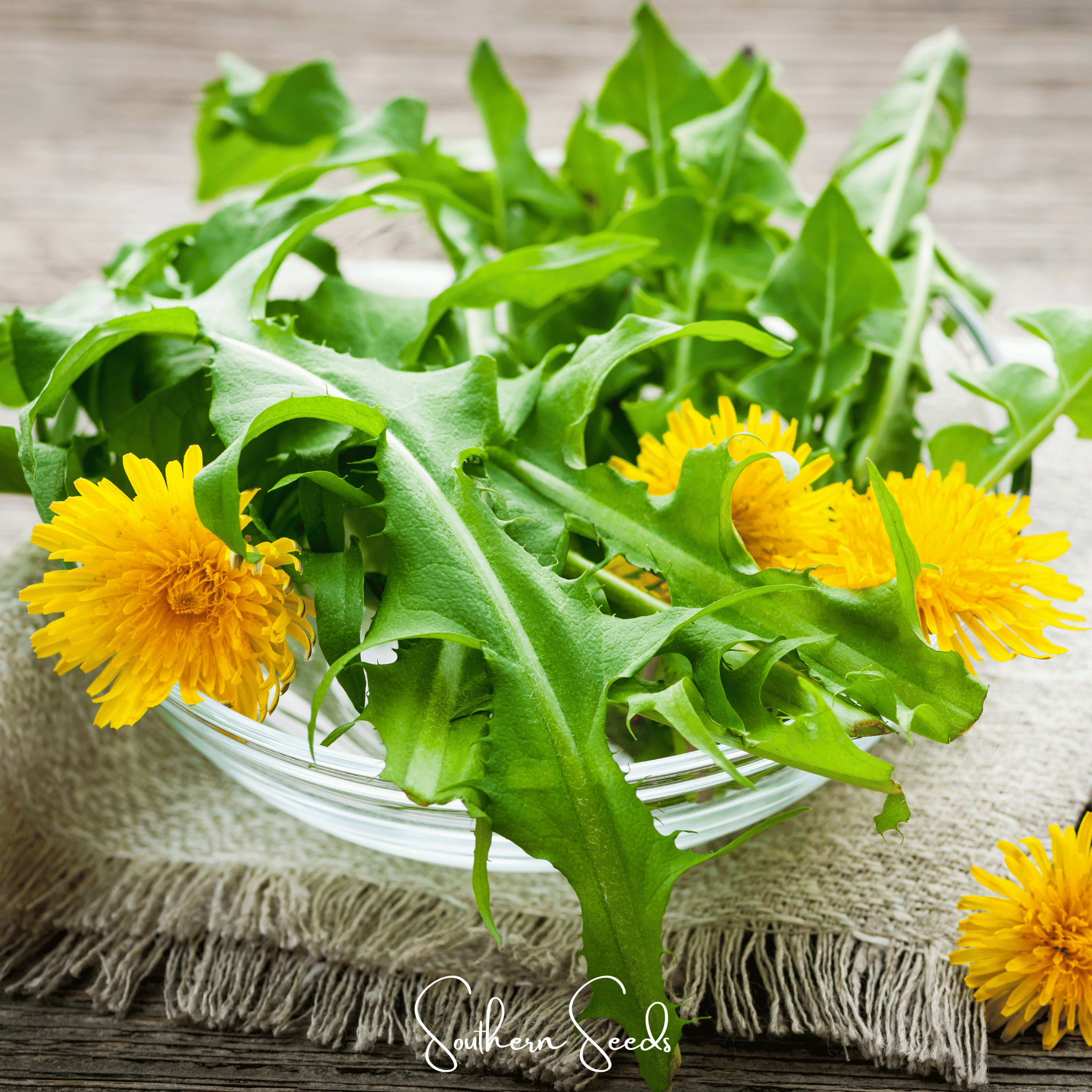 True Dandelion – 50 Seeds Southern Seeds