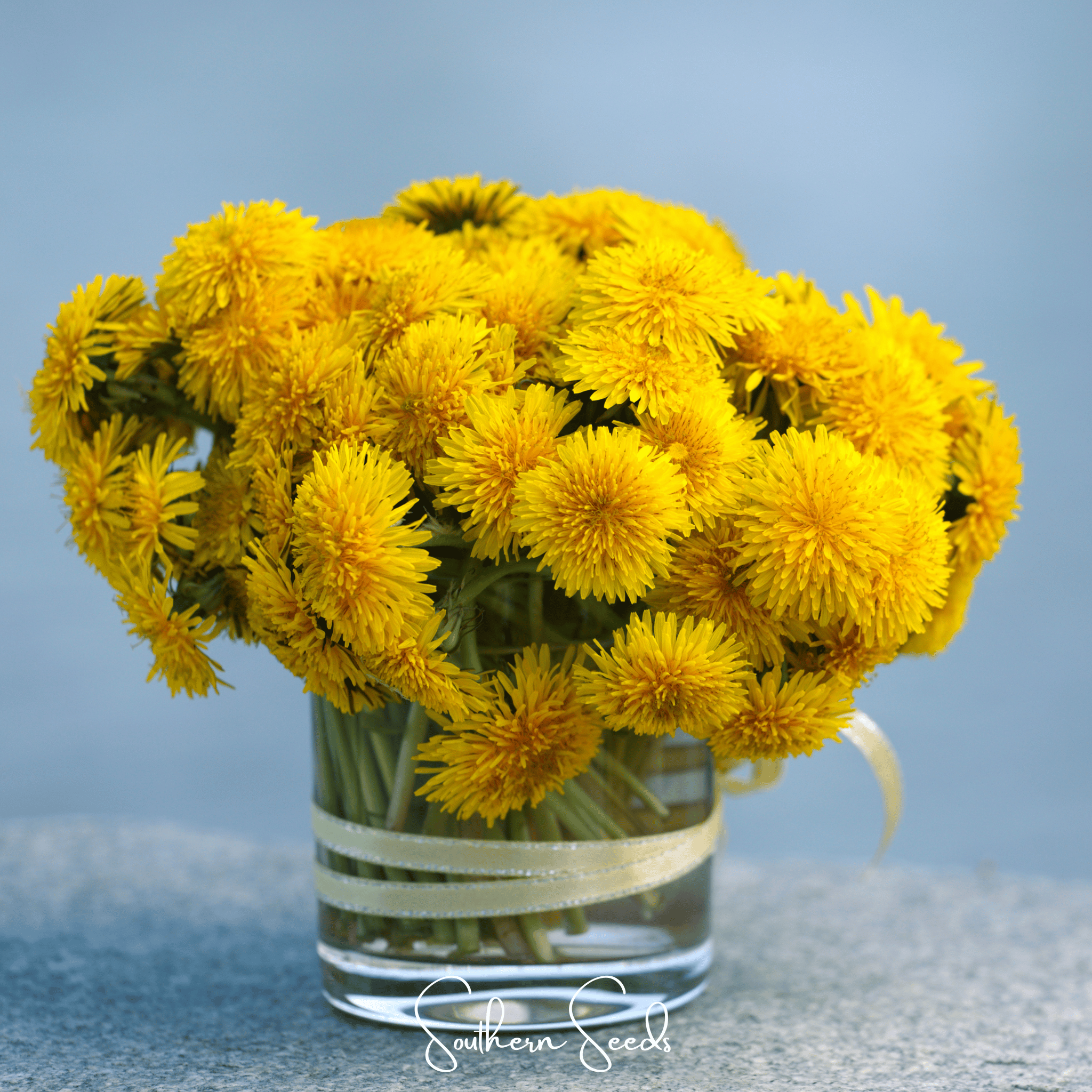 True Dandelion – 50 Seeds Southern Seeds