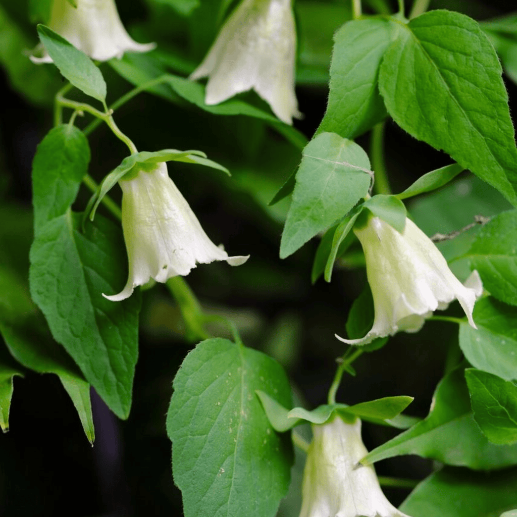 Dang-shen – 50 Seeds Southern Seeds