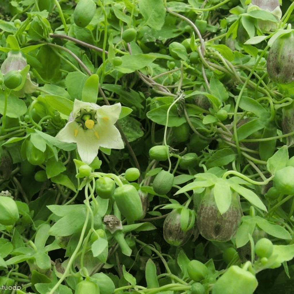 Dang-shen – 50 Seeds Southern Seeds