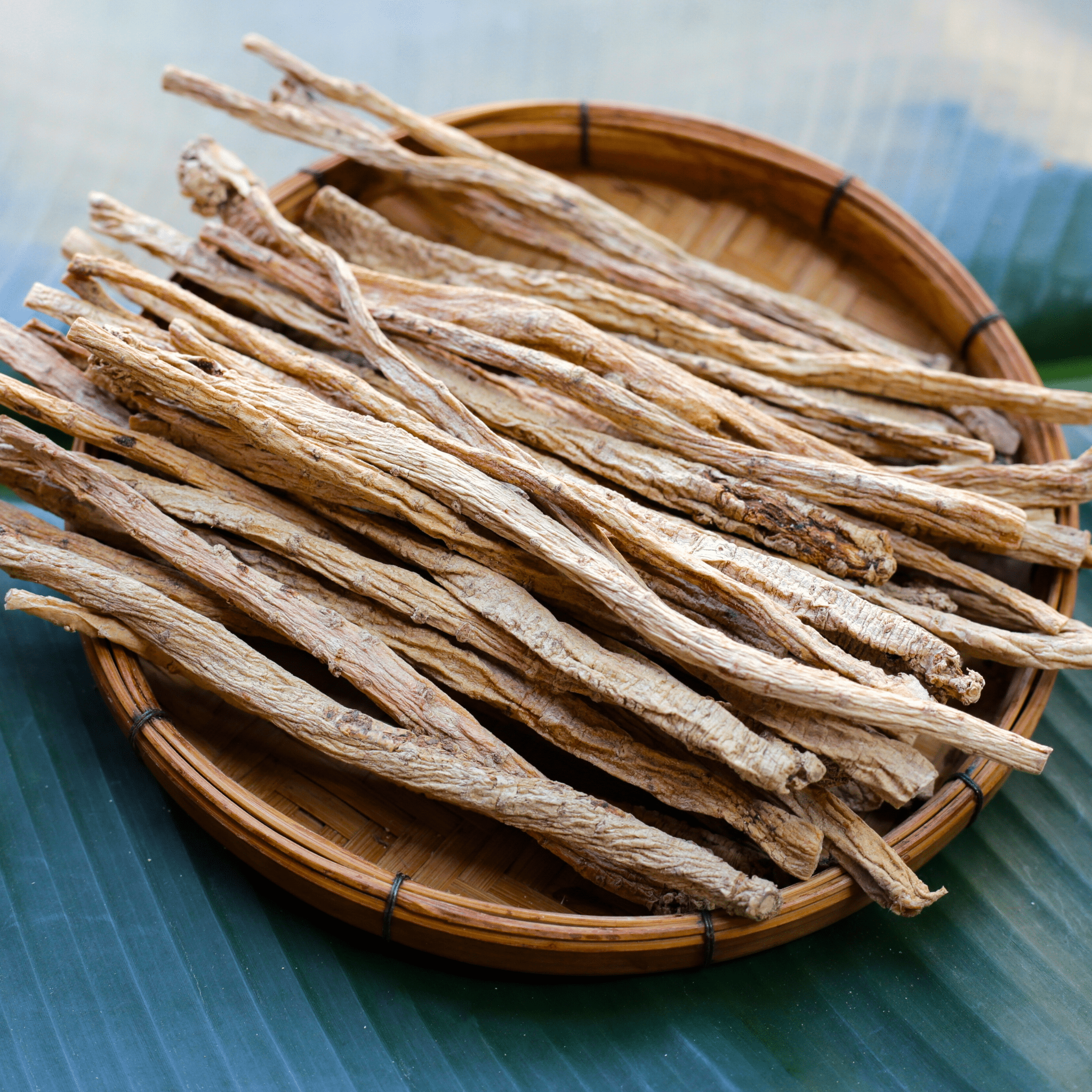 Dang-shen – 50 Seeds Southern Seeds