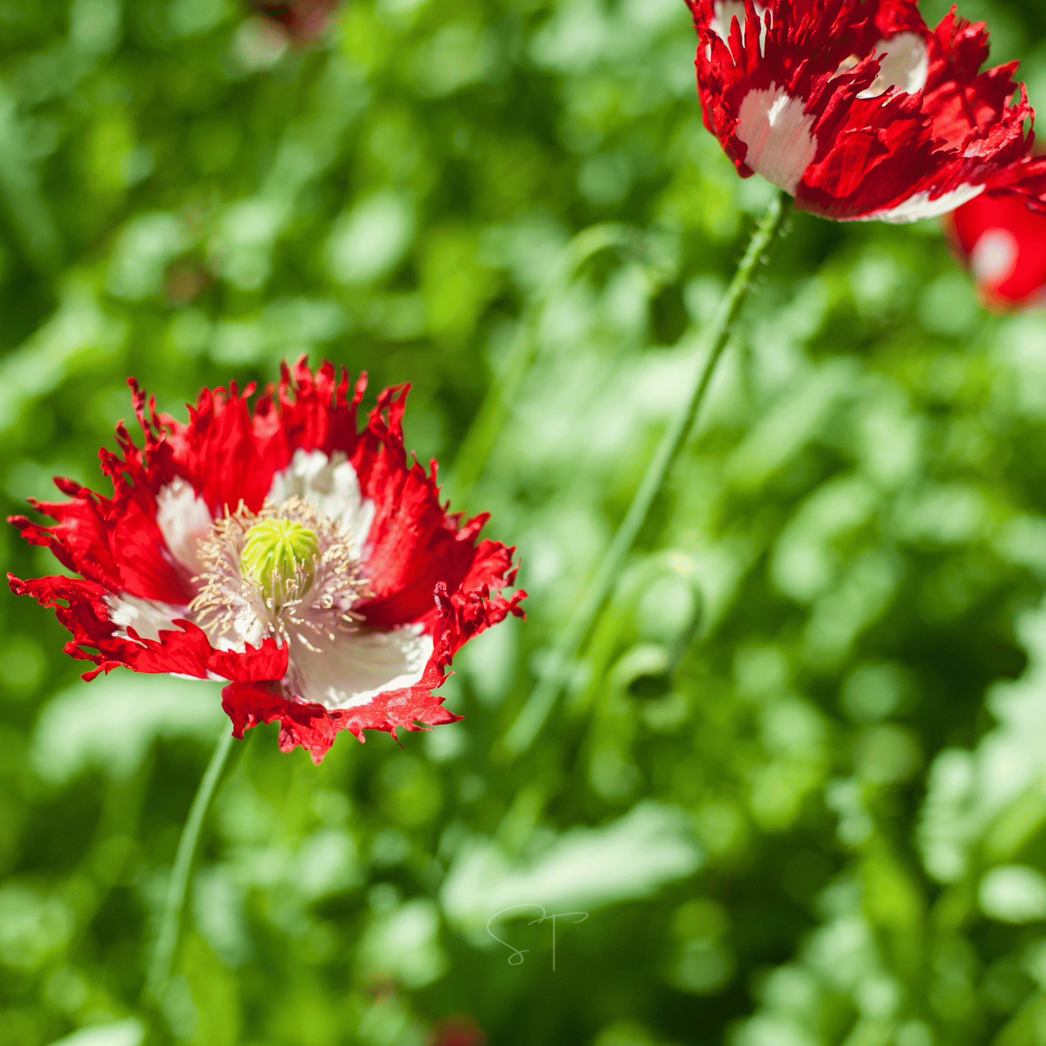 Danish Flag Poppy – 100 Seeds Southern Seeds