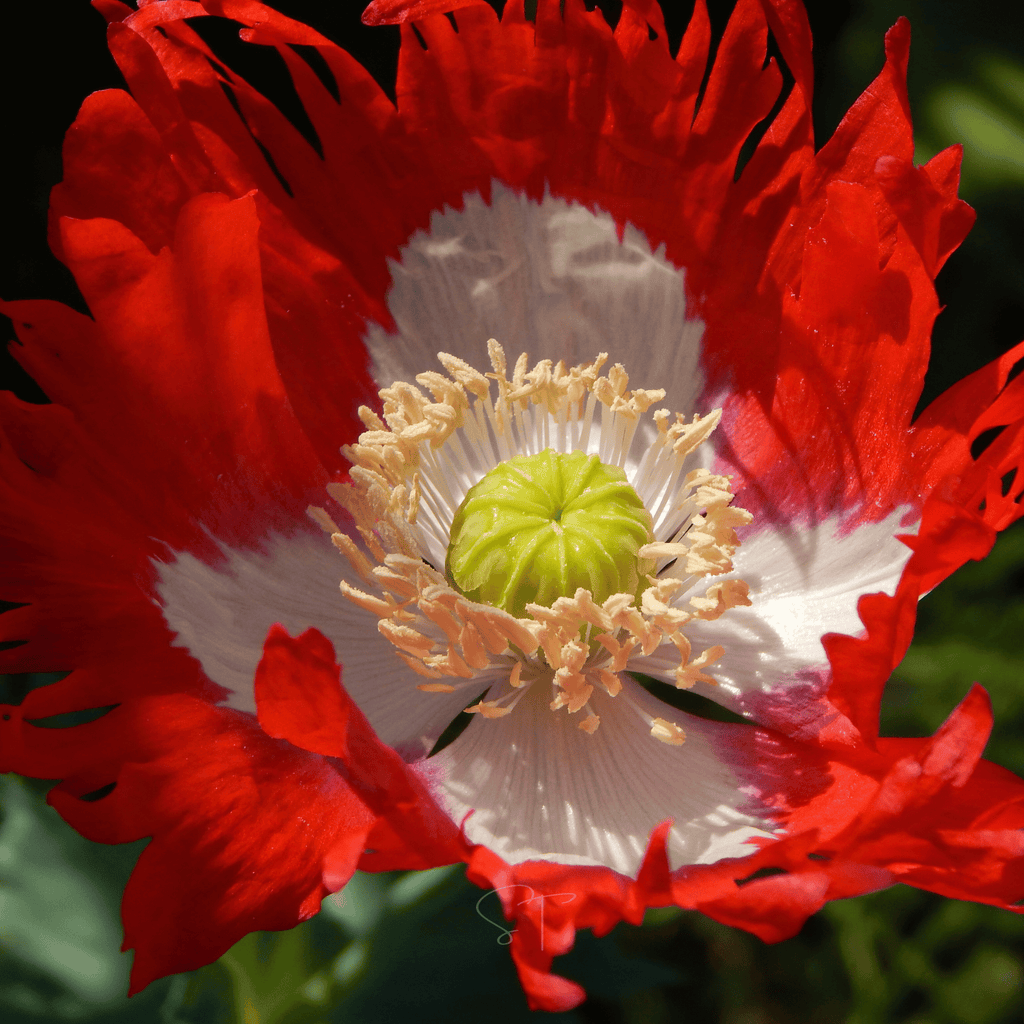 Danish Flag Poppy – 100 Seeds Southern Seeds