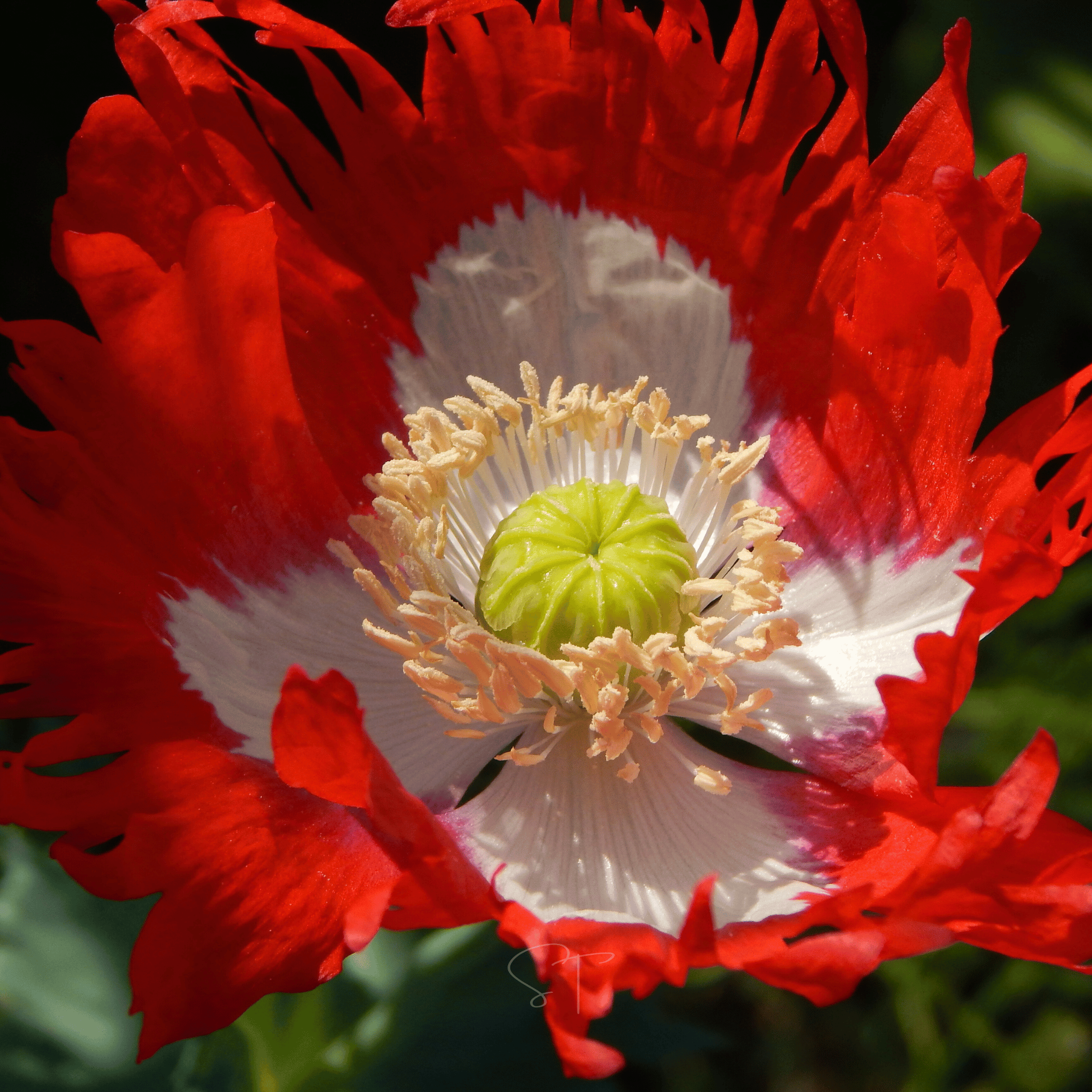 Danish Flag Poppy – 100 Seeds Southern Seeds