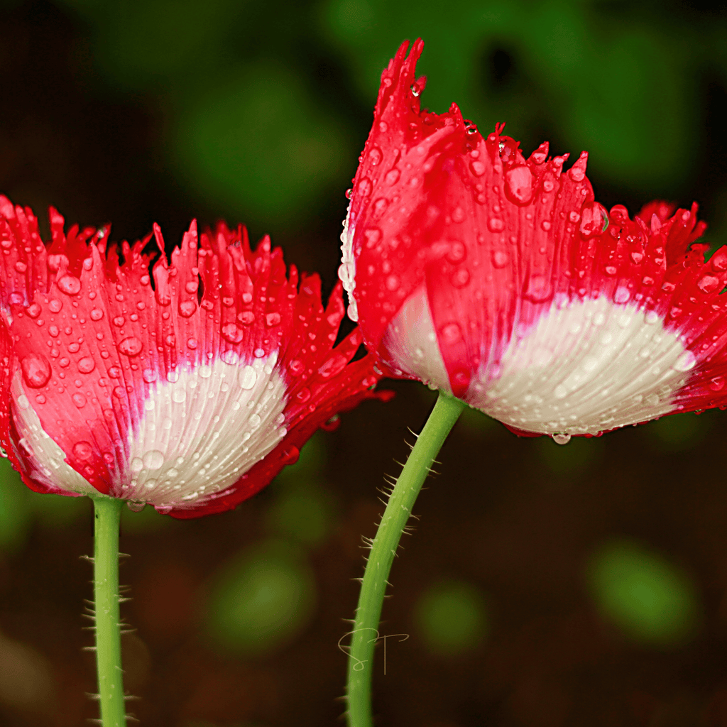 Danish Flag Poppy – 100 Seeds Southern Seeds