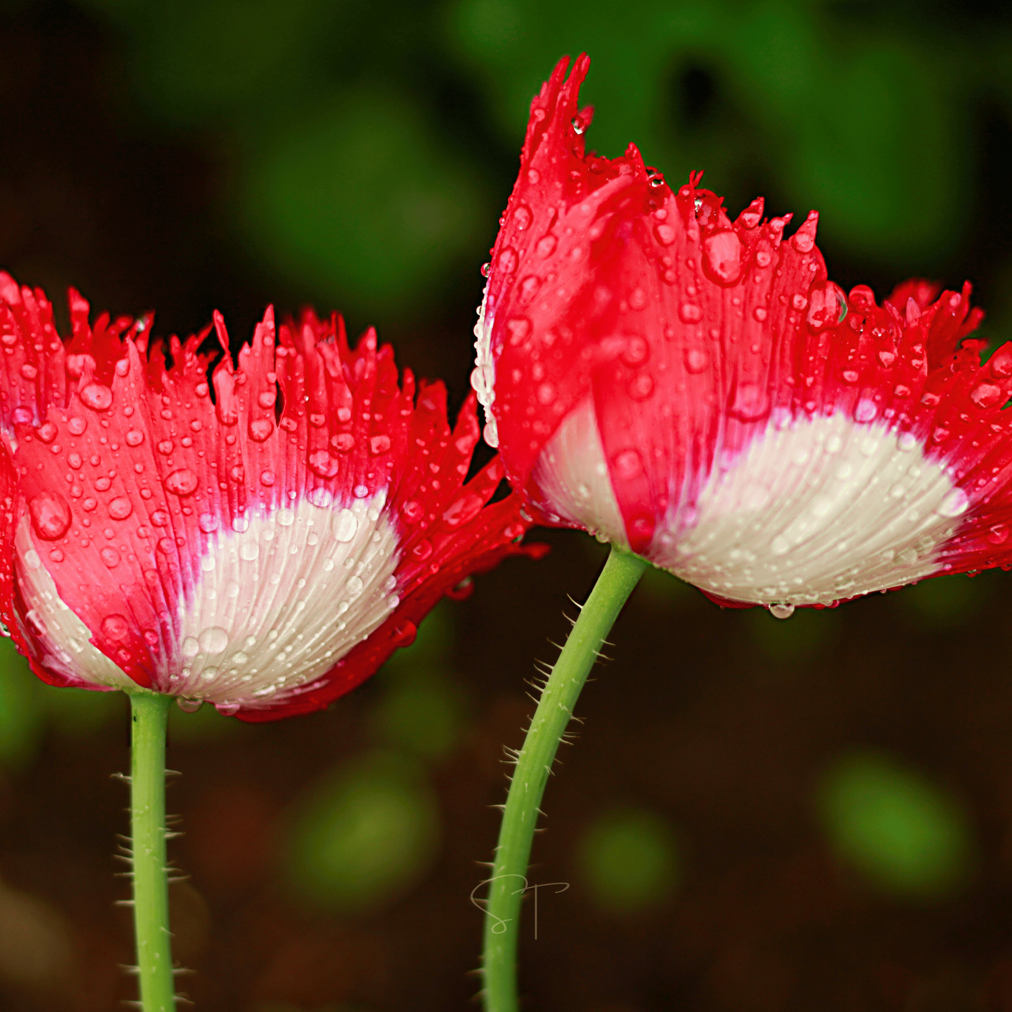 Danish Flag Poppy – 100 Seeds Southern Seeds