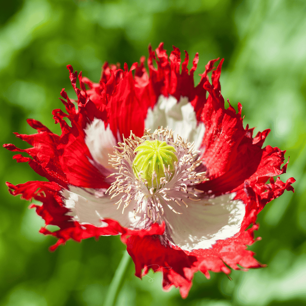 Danish Flag Poppy – 100 Seeds Southern Seeds