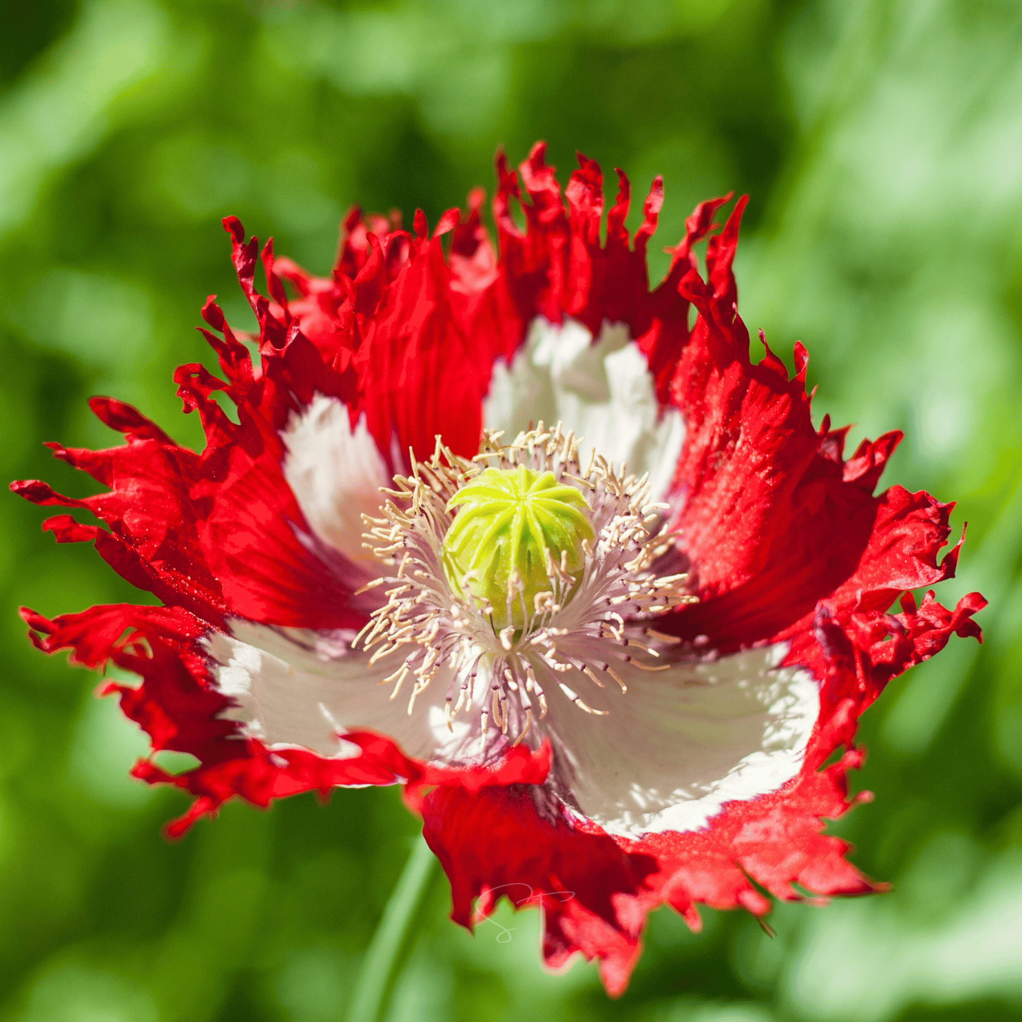 Danish Flag Poppy – 100 Seeds Southern Seeds