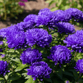 Dark Blue Paeony Duchess Aster – 50 Seeds Southern Seeds