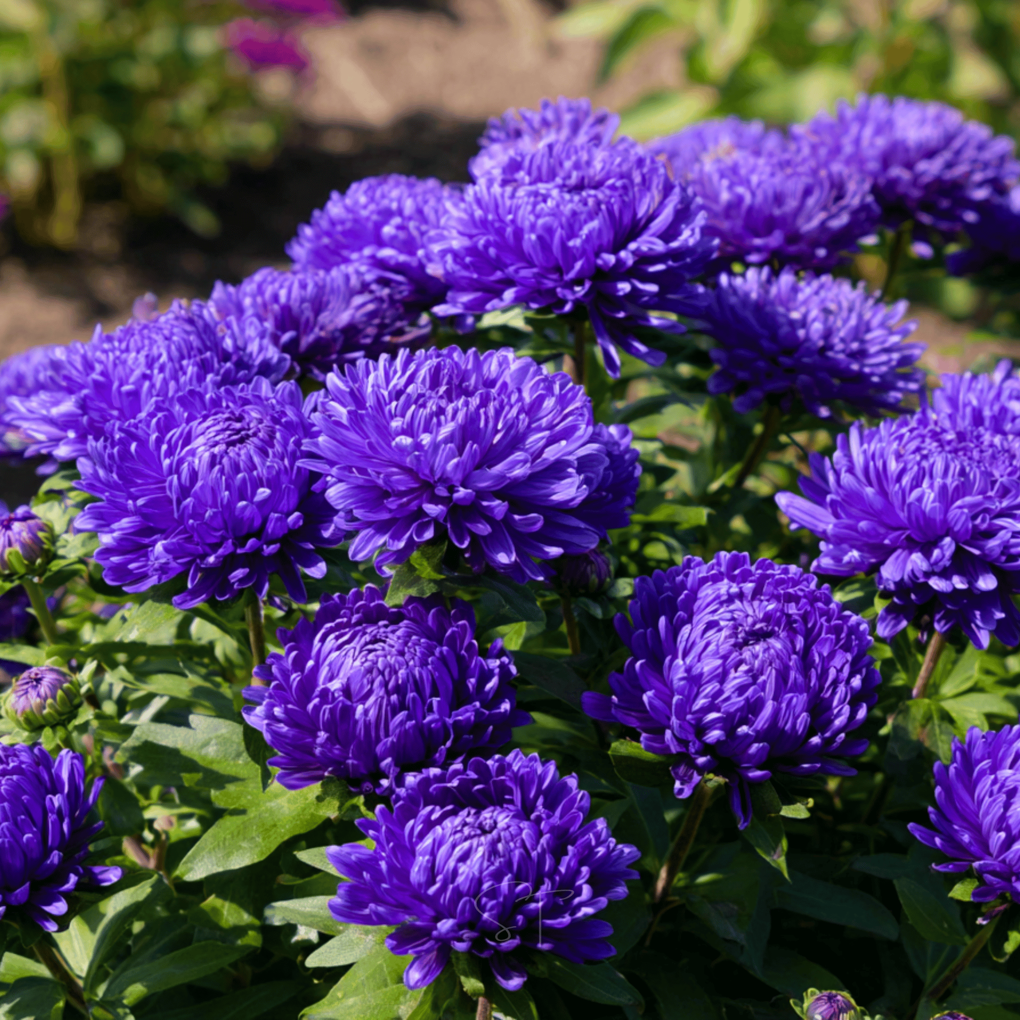 Dark Blue Paeony Duchess Aster – 50 Seeds Southern Seeds