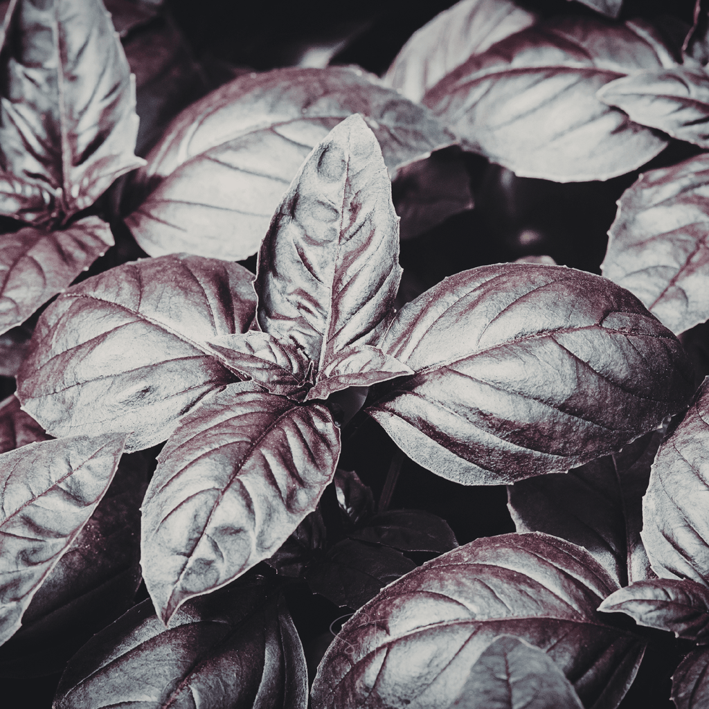 Dark Opal Basil – 250 Seeds Southern Seeds