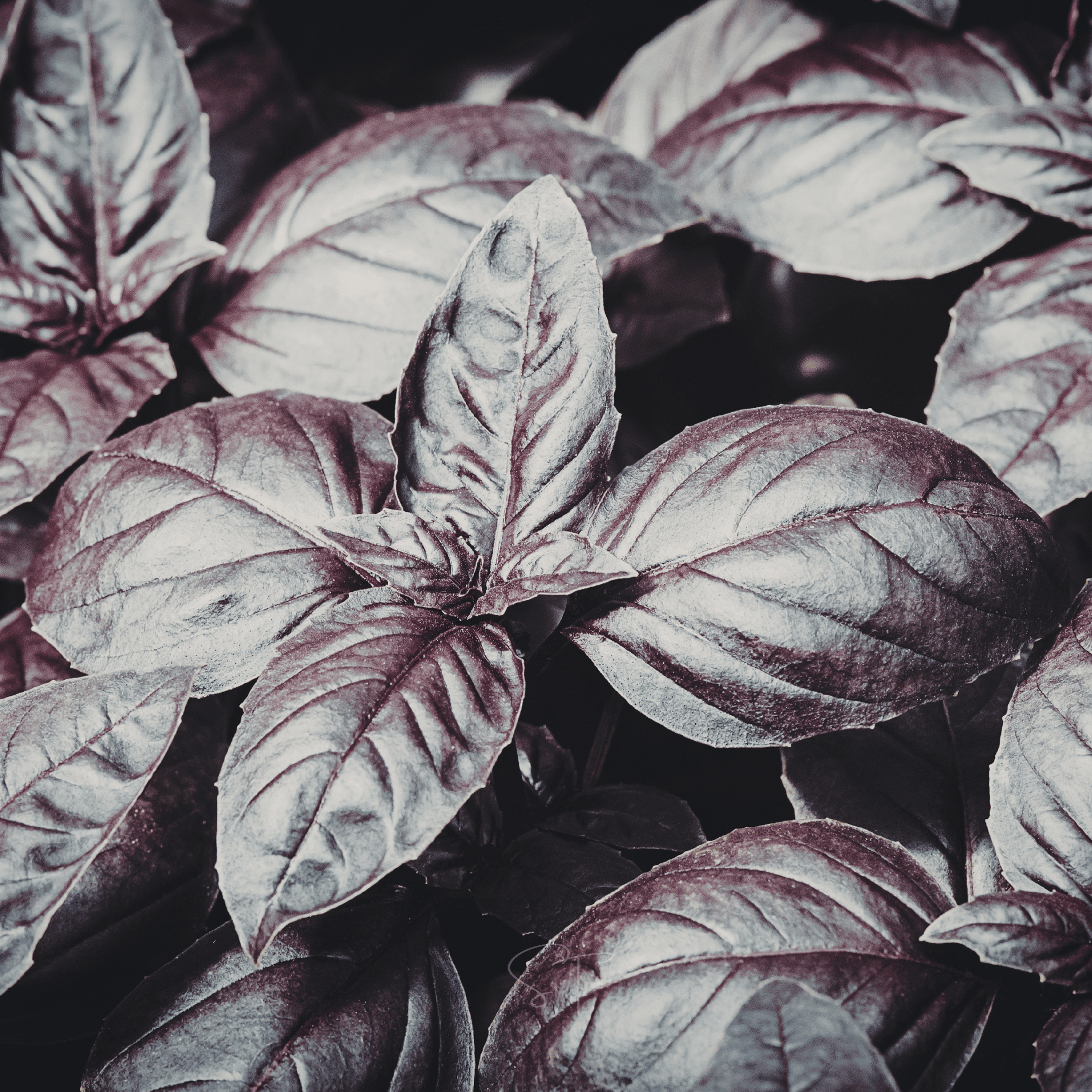 Dark Opal Basil – 250 Seeds Southern Seeds