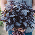 Dark Opal Basil – 250 Seeds Southern Seeds