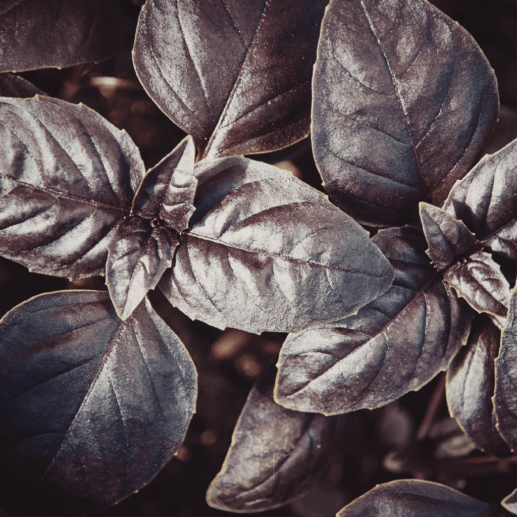 Dark Opal Basil – 250 Seeds Southern Seeds