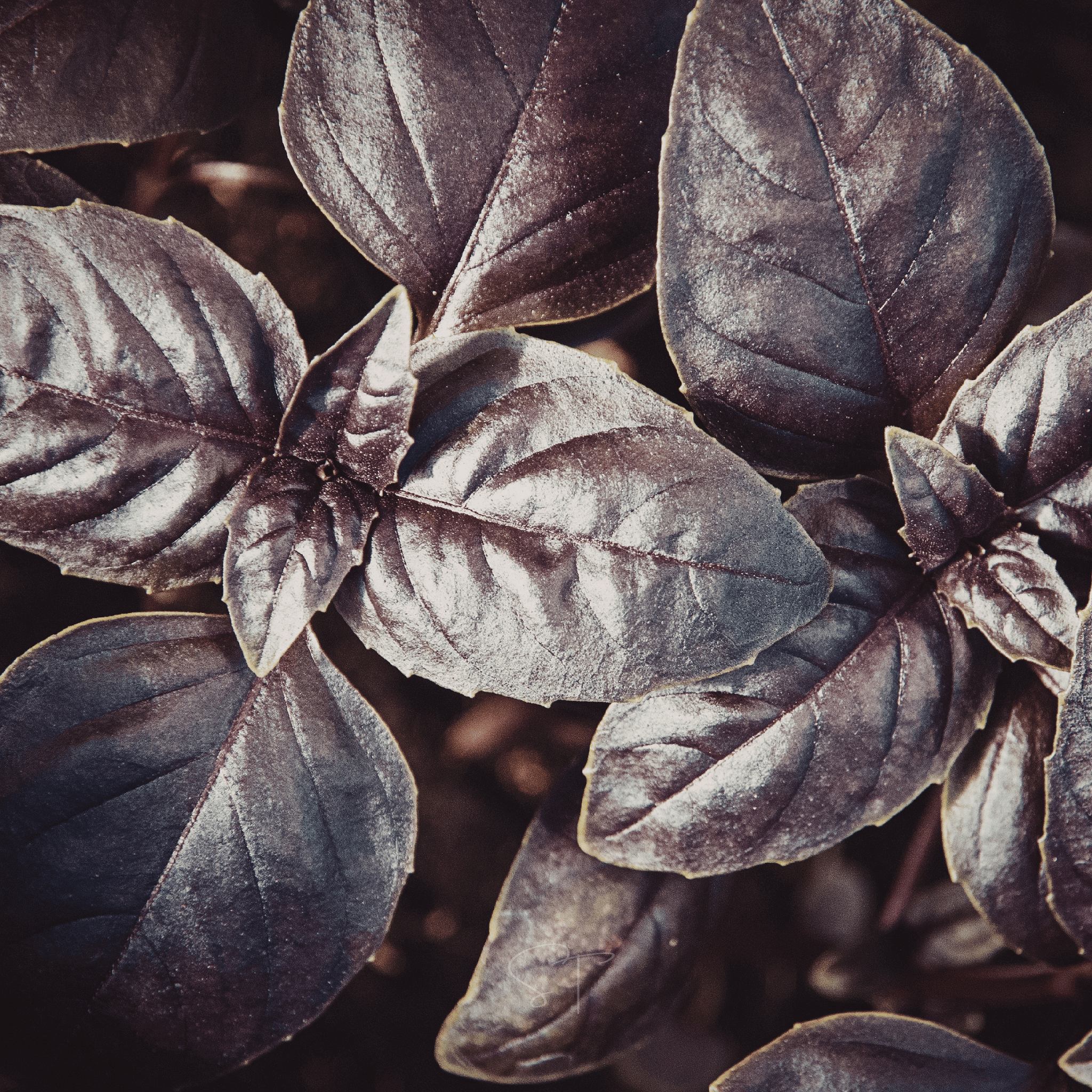Dark Opal Basil – 250 Seeds Southern Seeds