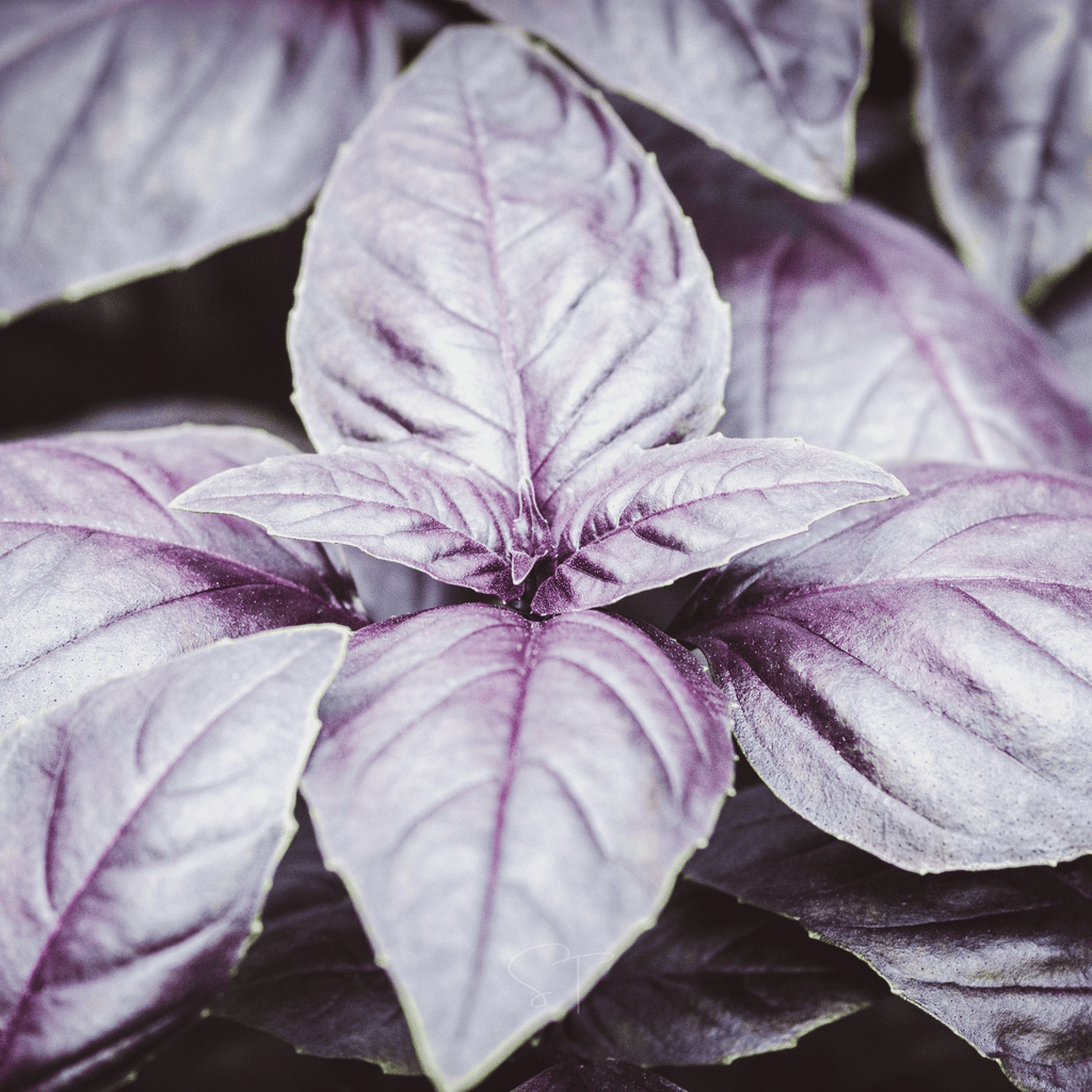 Dark Opal Basil – 250 Seeds Southern Seeds