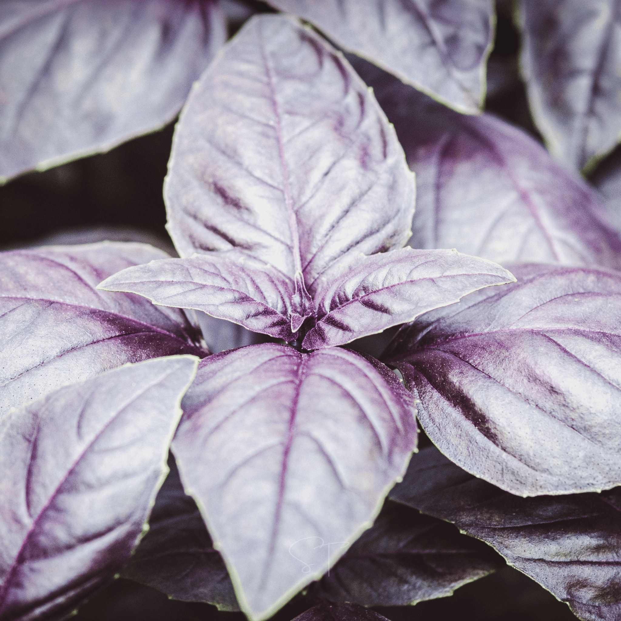 Dark Opal Basil – 250 Seeds Southern Seeds