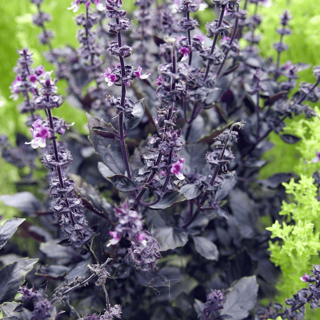 Dark Opal Basil – 250 Seeds Southern Seeds