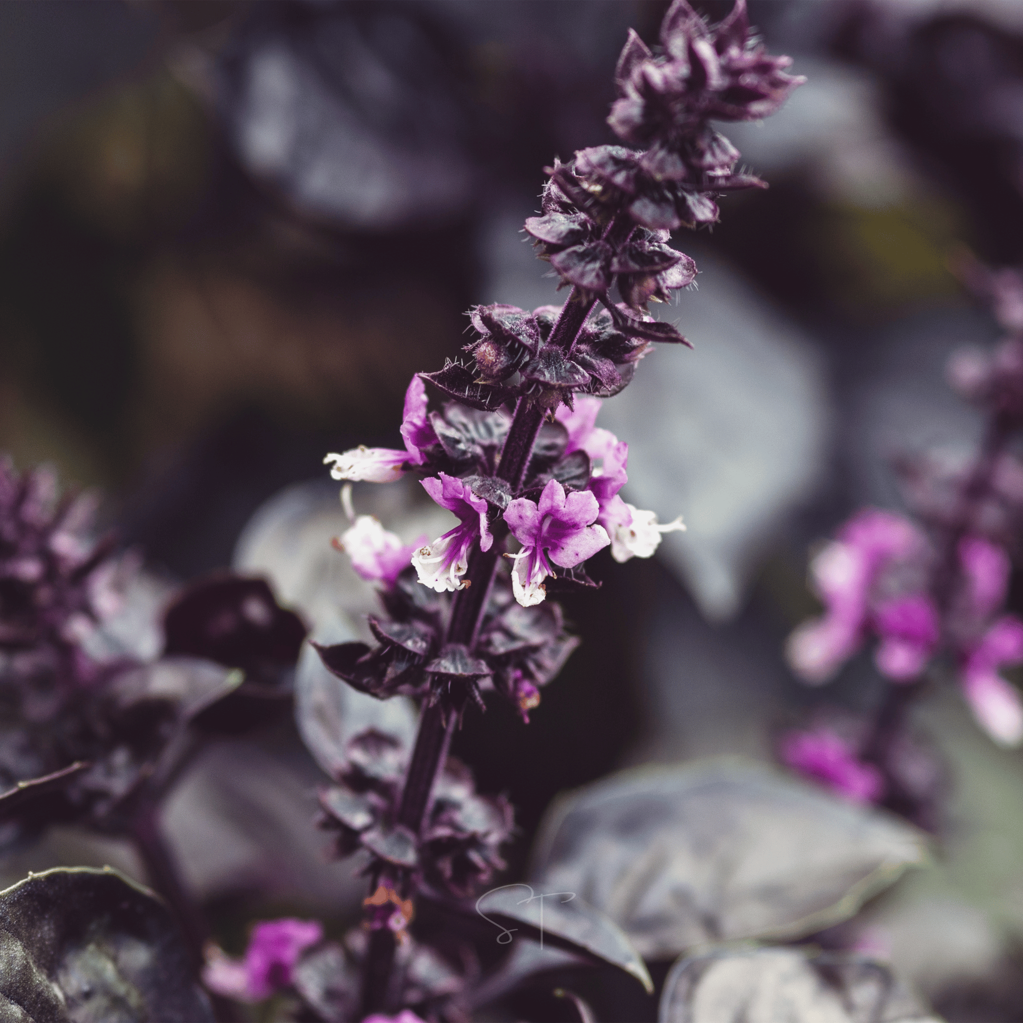 Dark Opal Basil – 250 Seeds Southern Seeds
