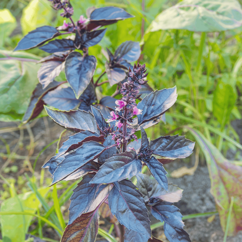 Dark Opal Basil – 250 Seeds Southern Seeds